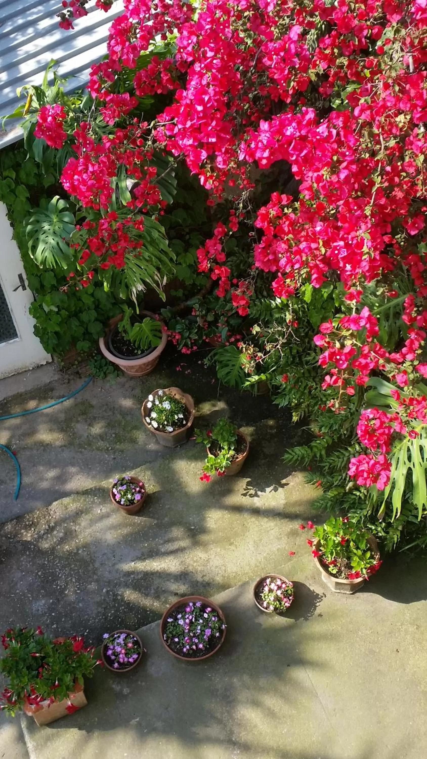 Garden view in Casa Carolina B&B