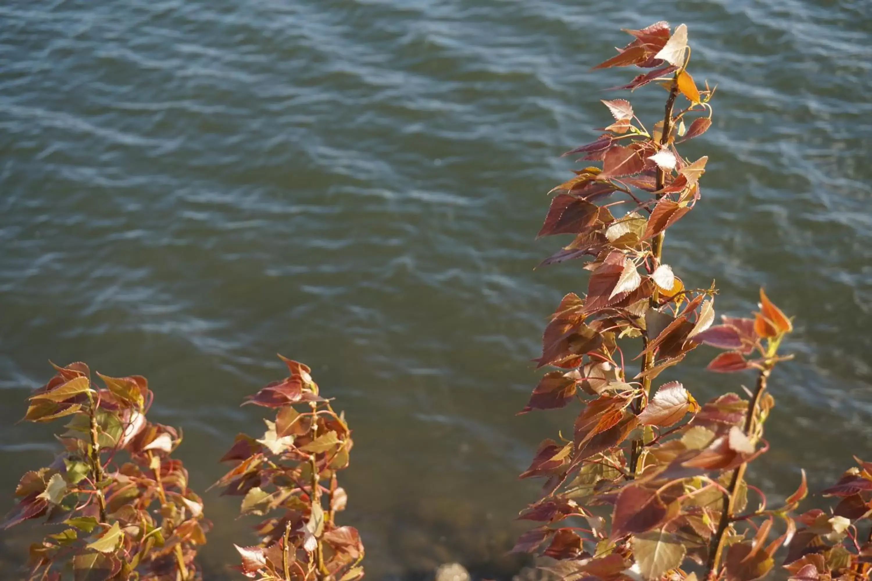 Natural landscape in Bellevue Hotel and Suites