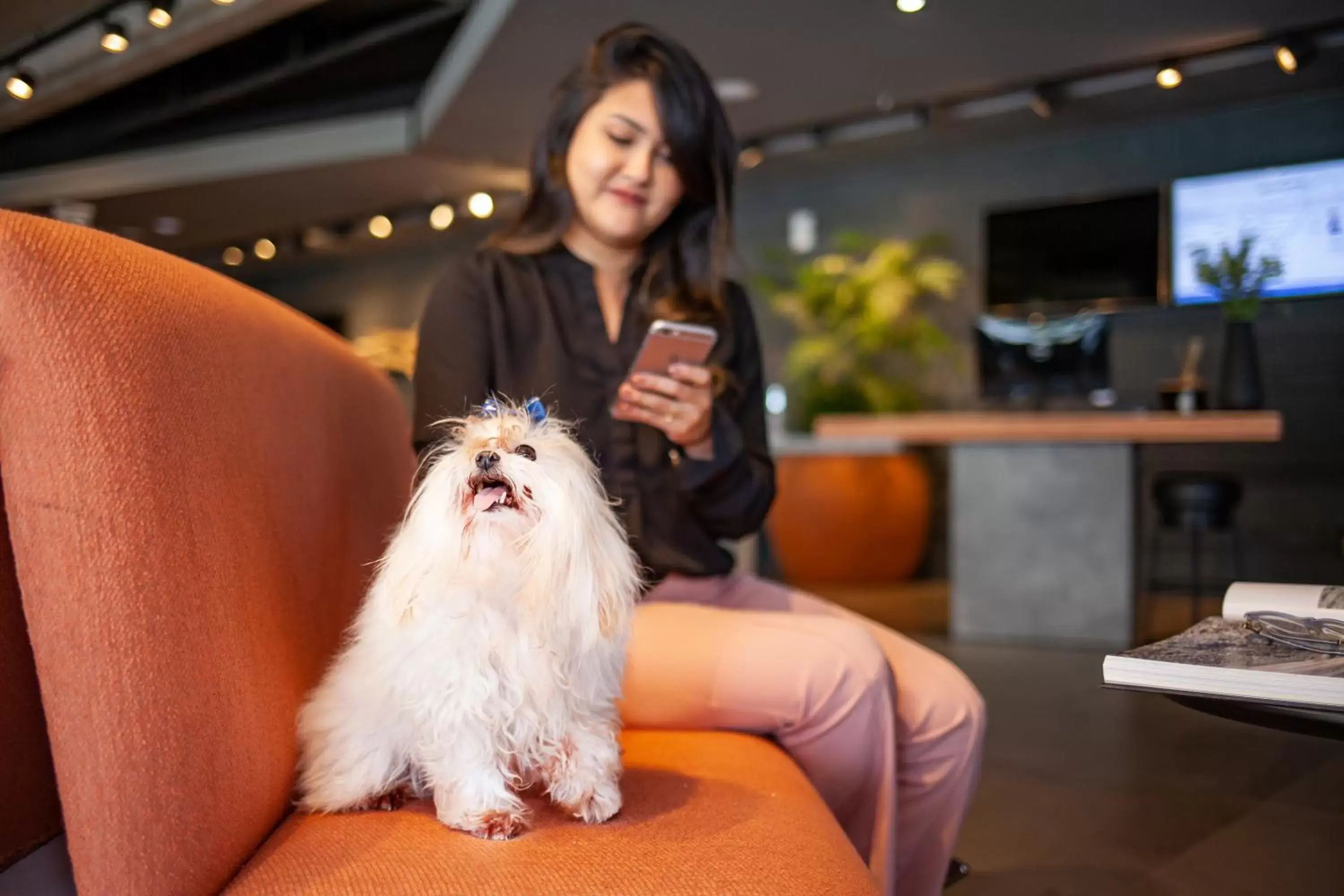 Pets in Novotel Criciuma