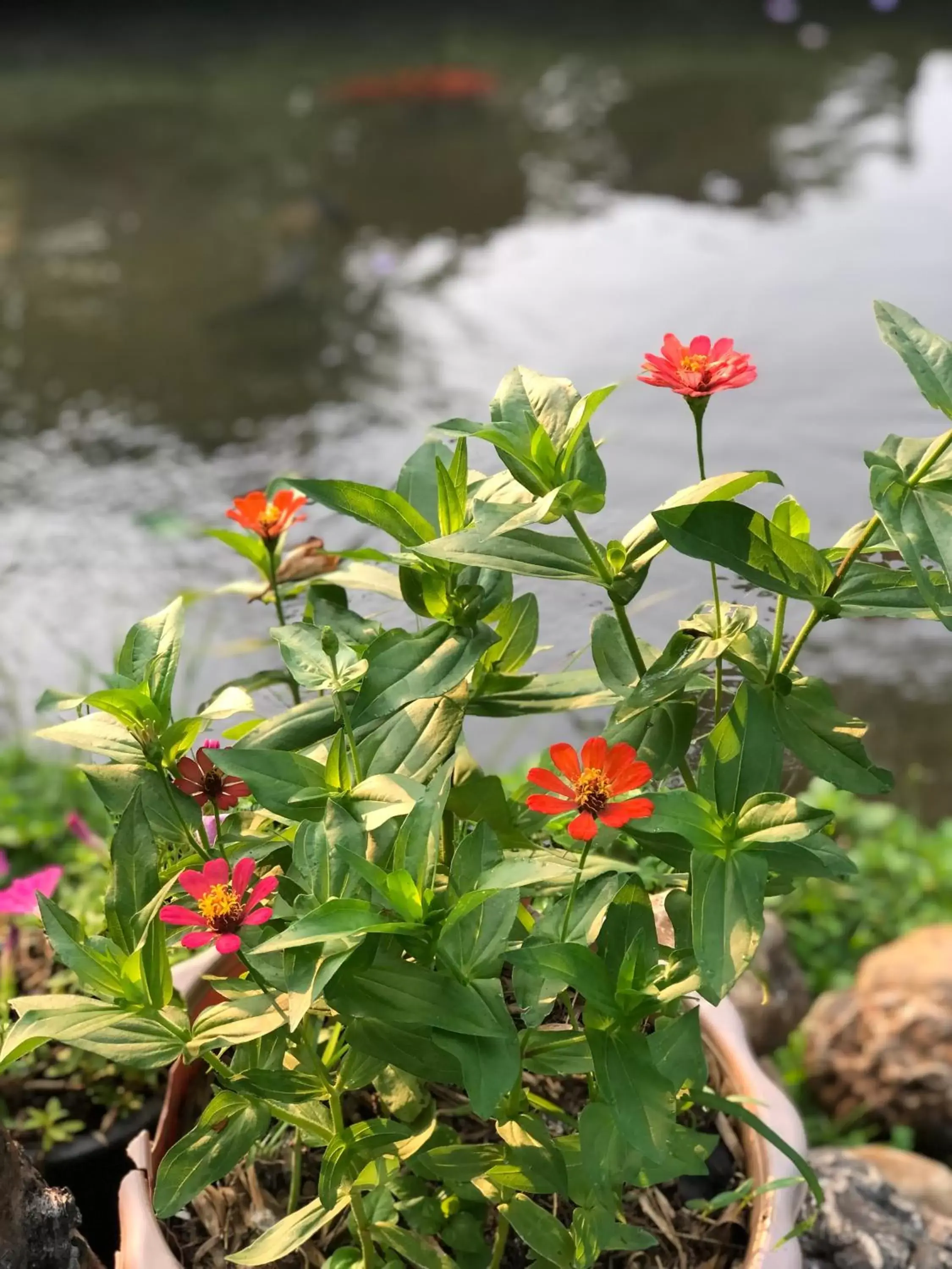 Garden in Pura Vida Pai Resort