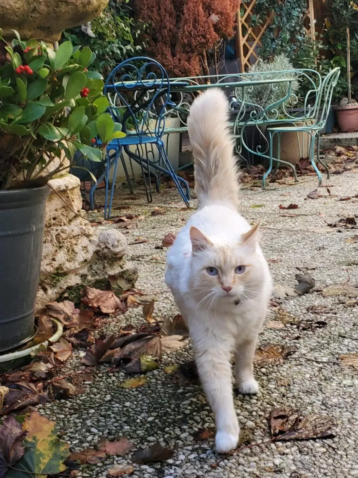 Pets in MYSaintAubin