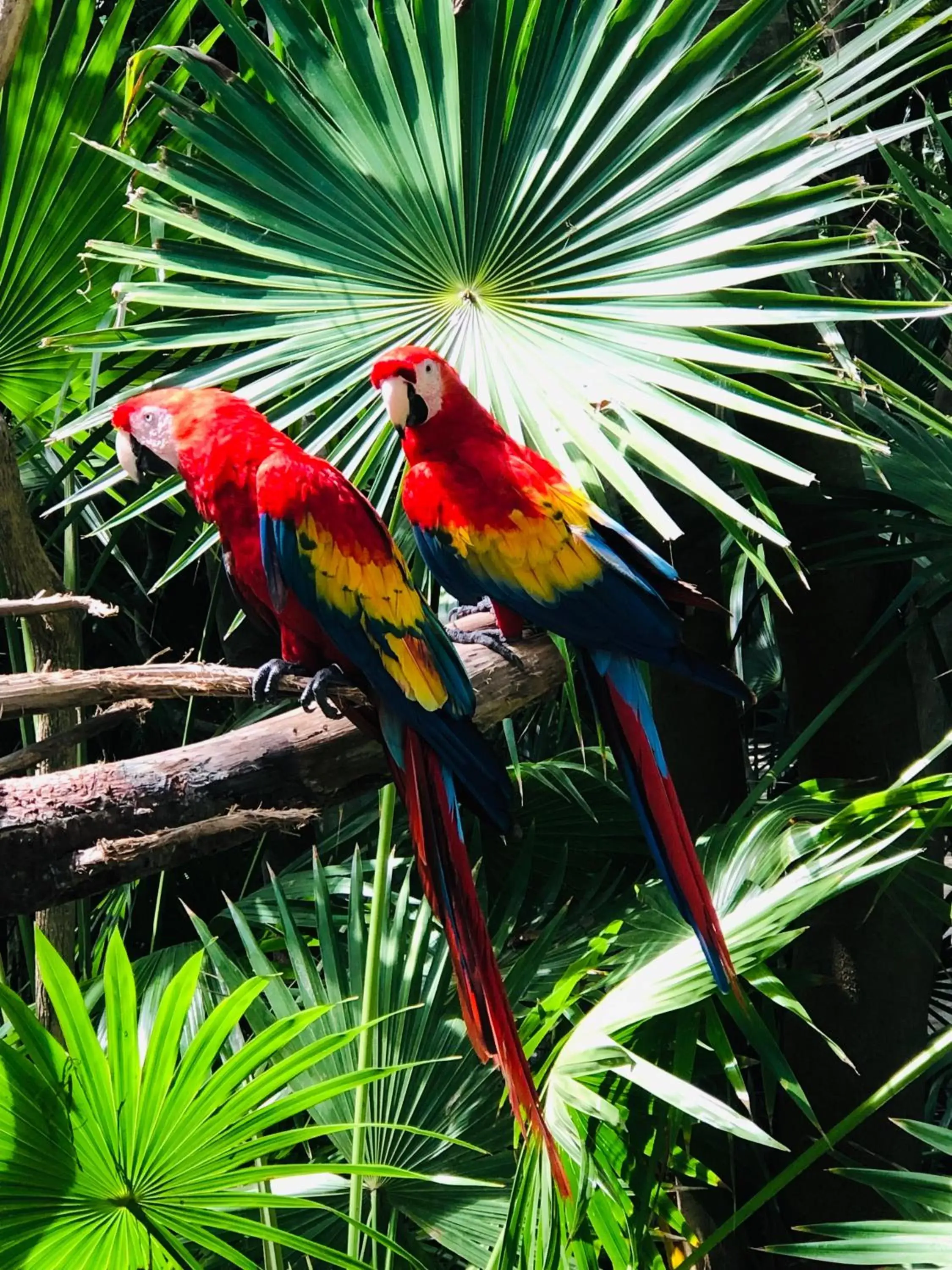 Animals, Other Animals in Hacienda Xcaret