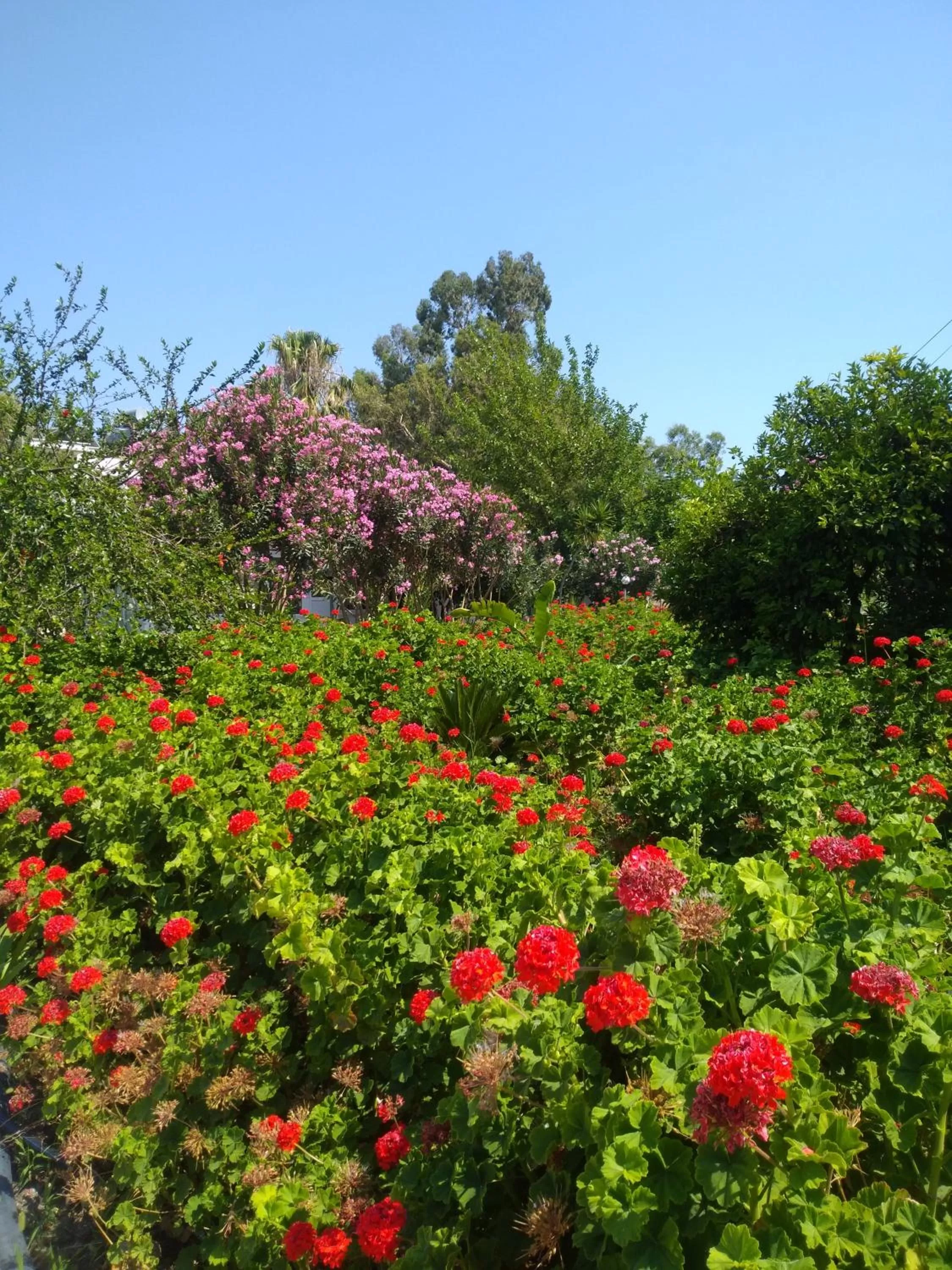 Natural landscape, Garden in Kiriş Garden Hotel