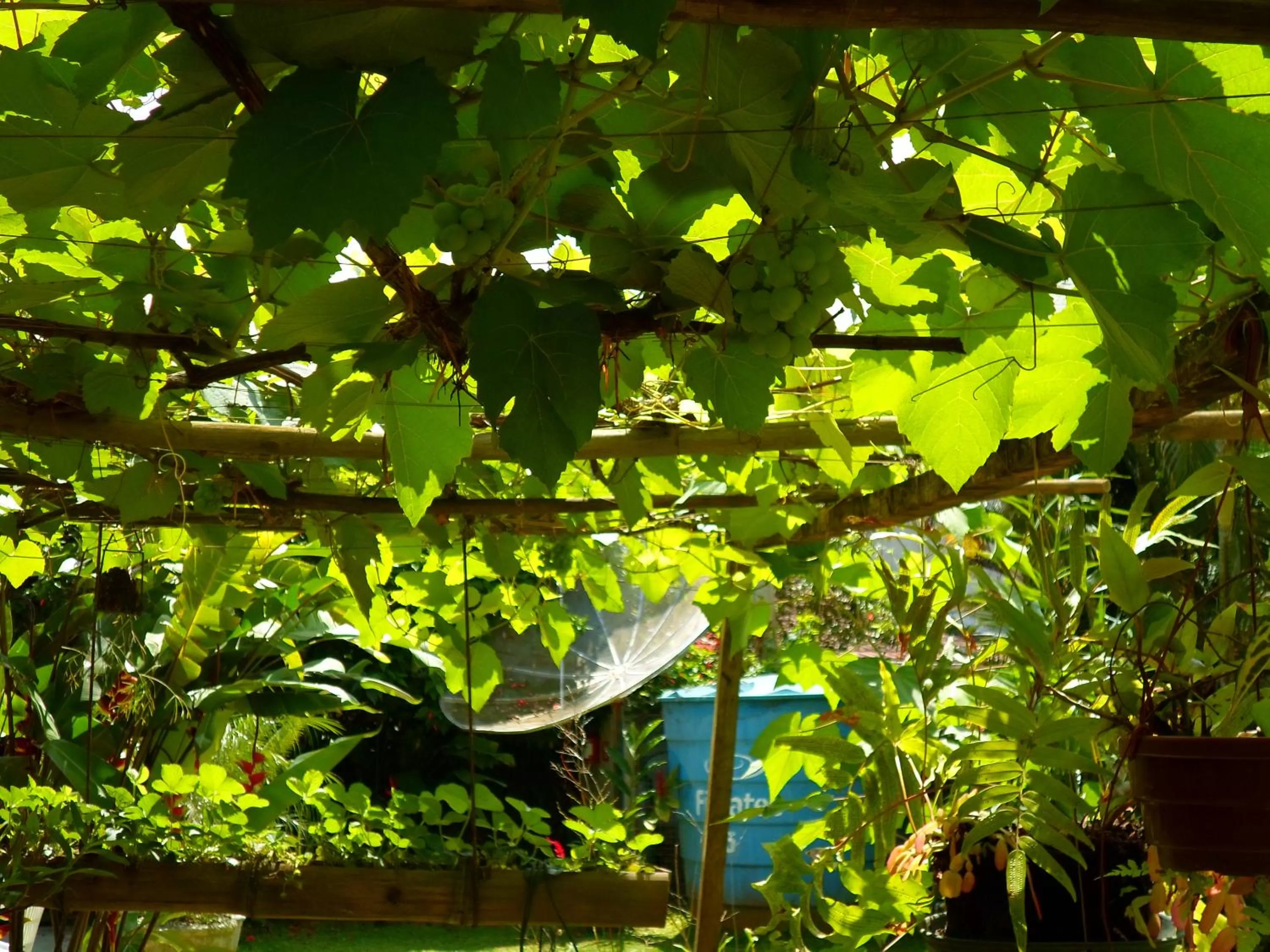 Garden in Pousada Capim Melado