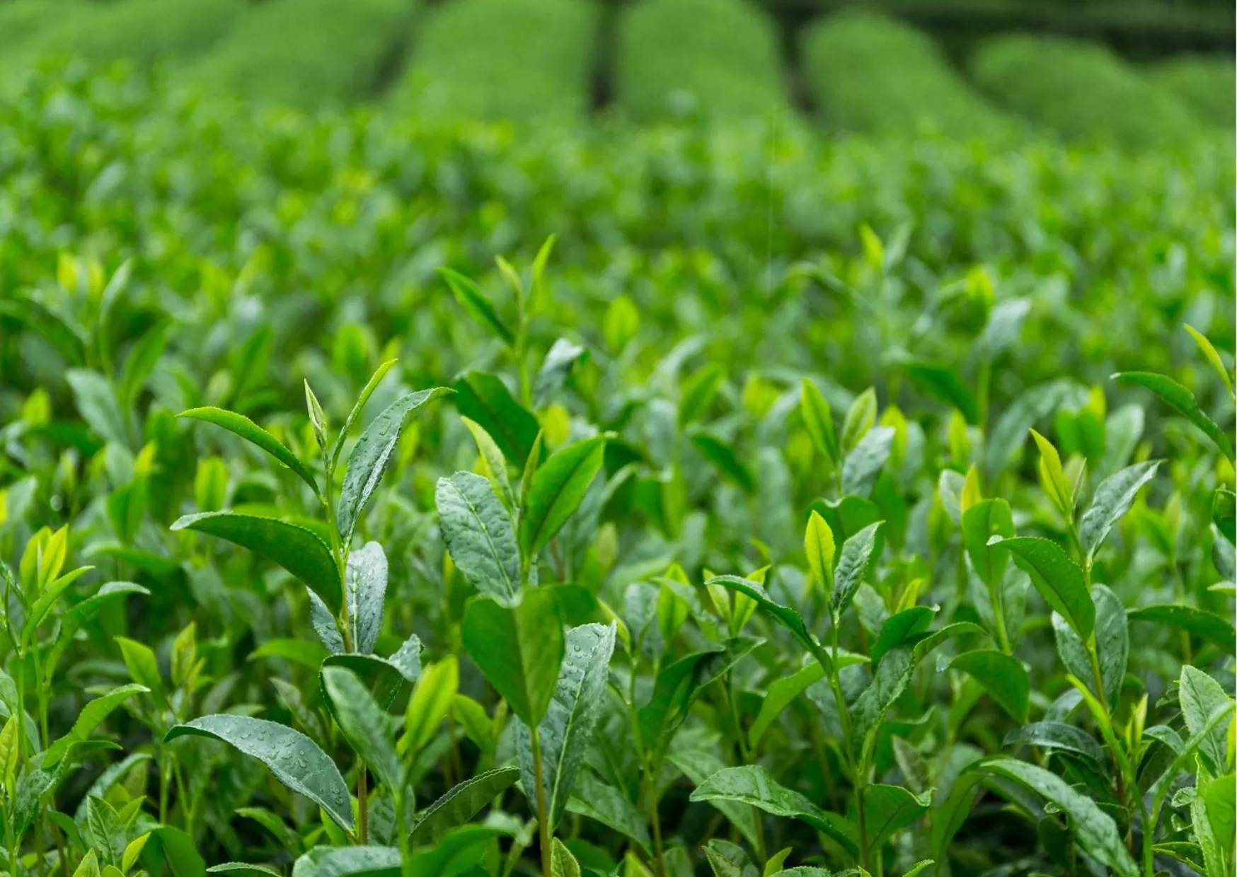 Garden in Zingle Stay Airport Hotel