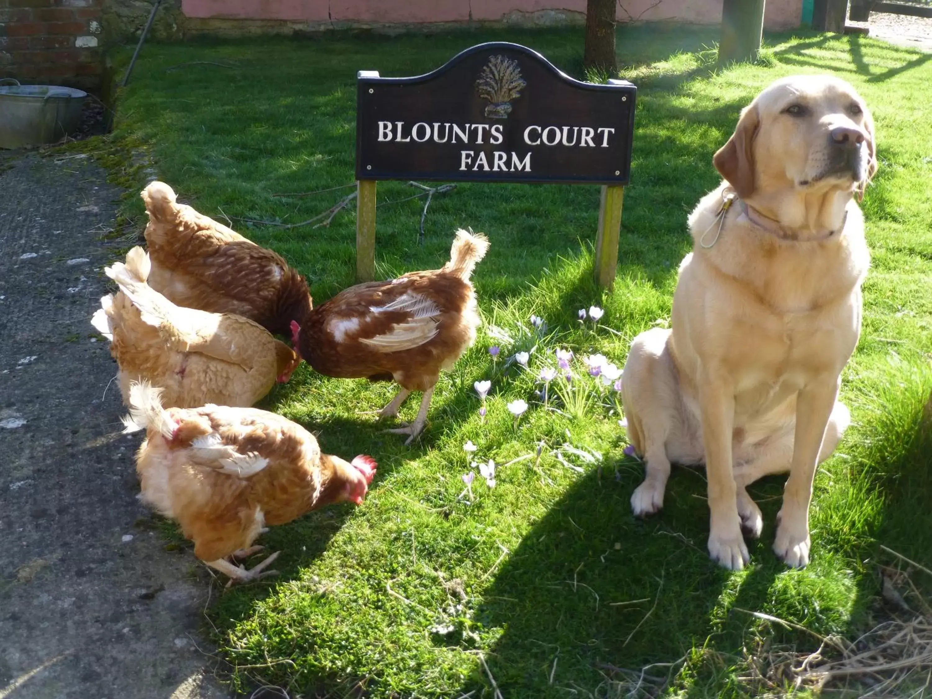 Pets in Blounts Court Farm