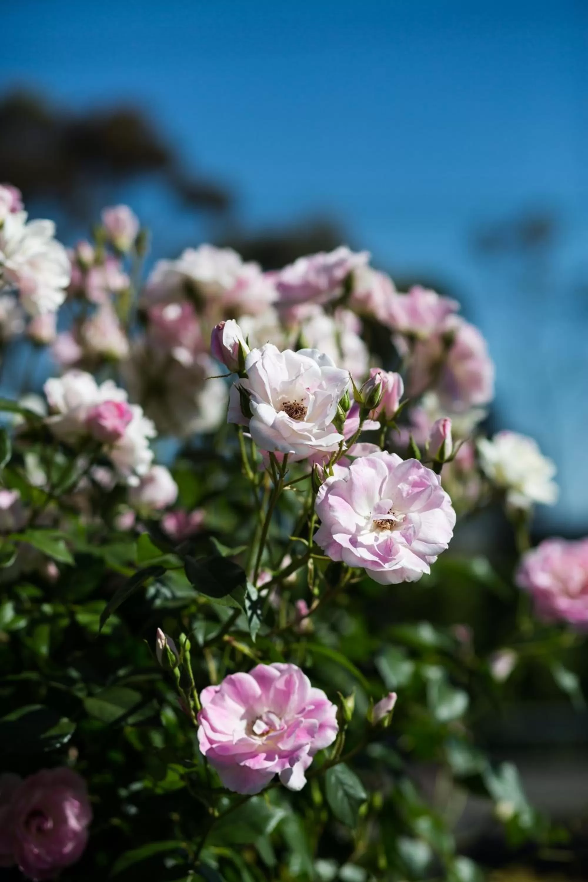 Garden in Willows Motel