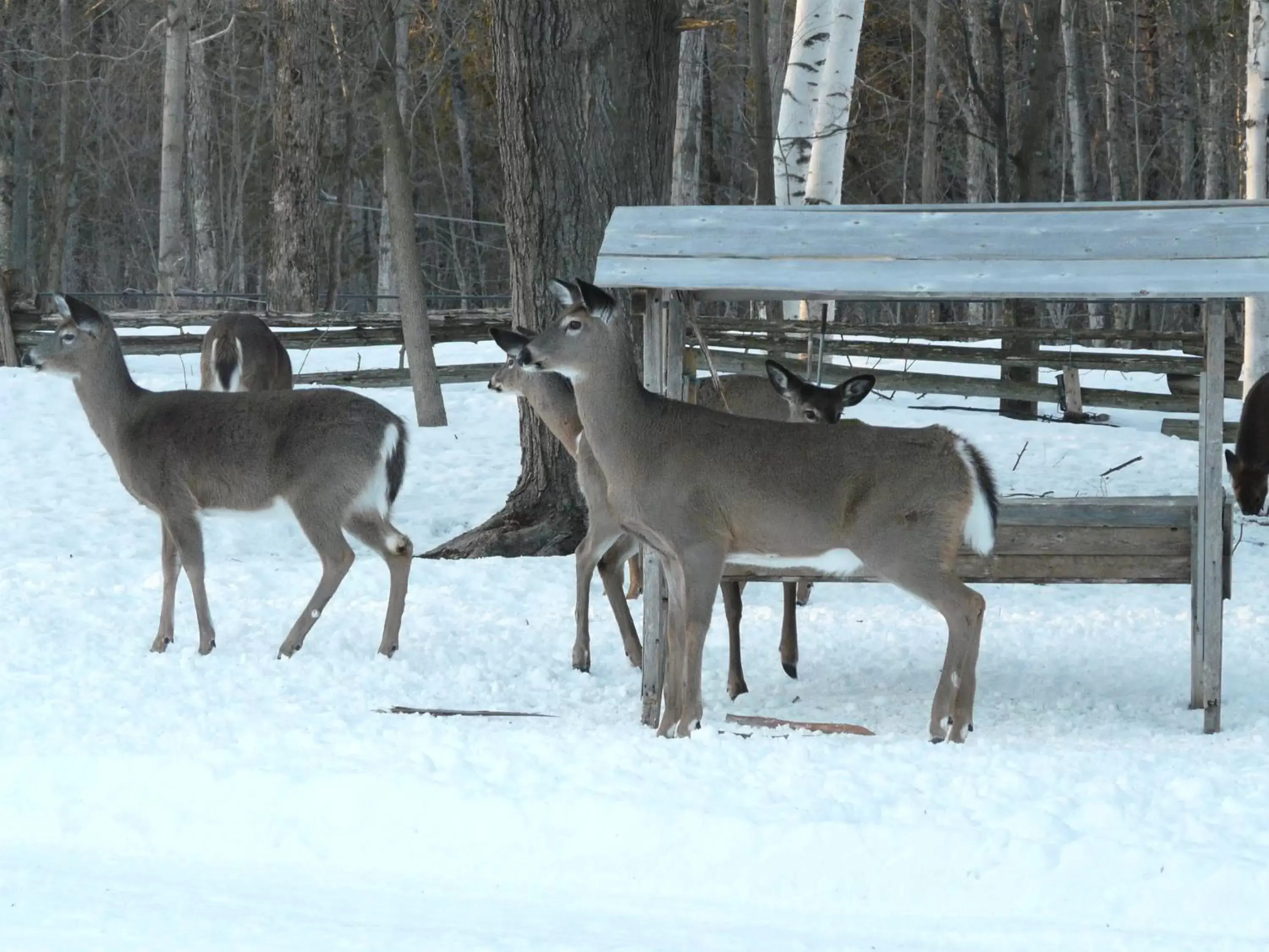 Winter in Auberge des Gallant