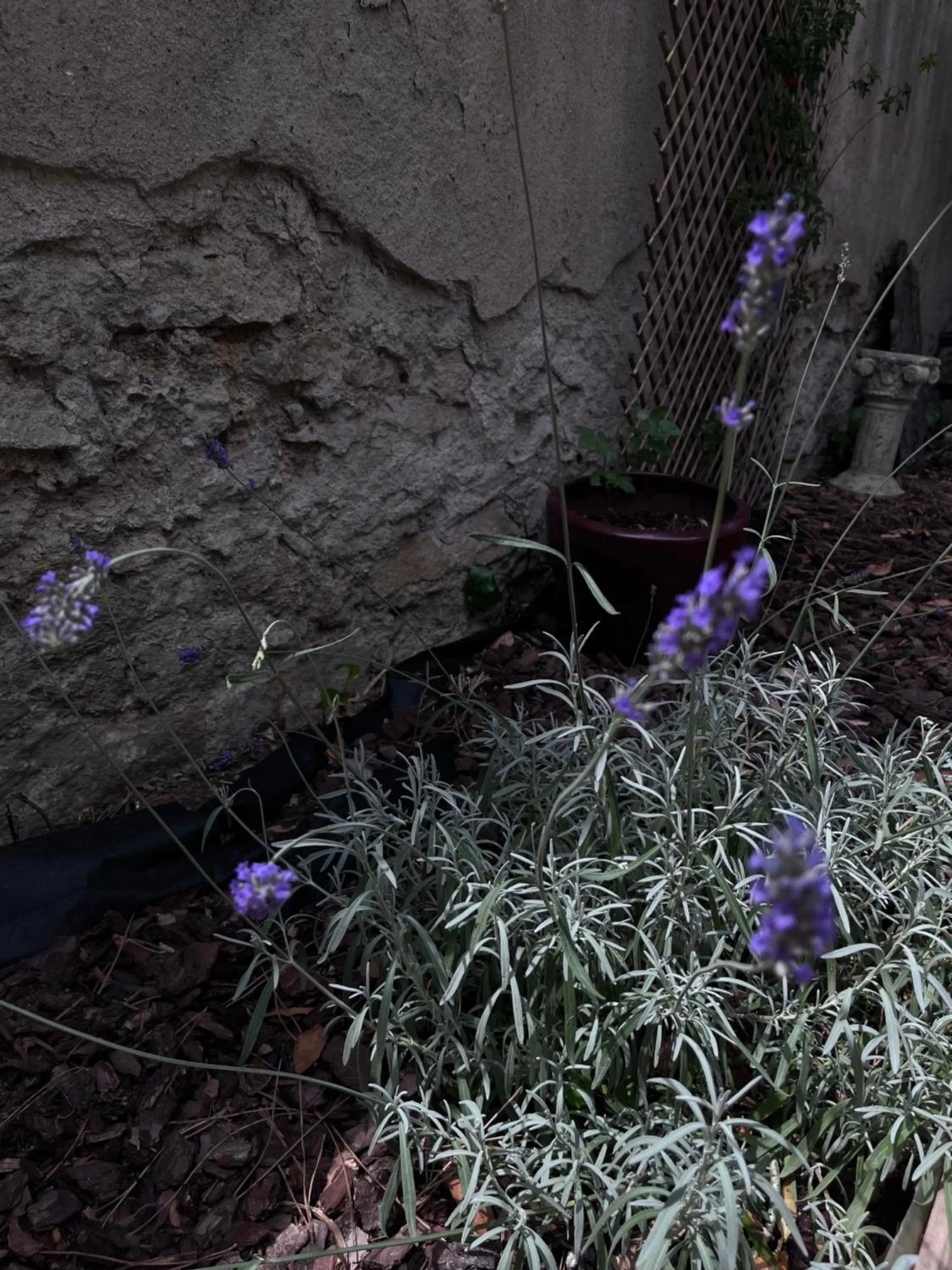 Garden, Other Animals in SalutBB Chambre d'hote