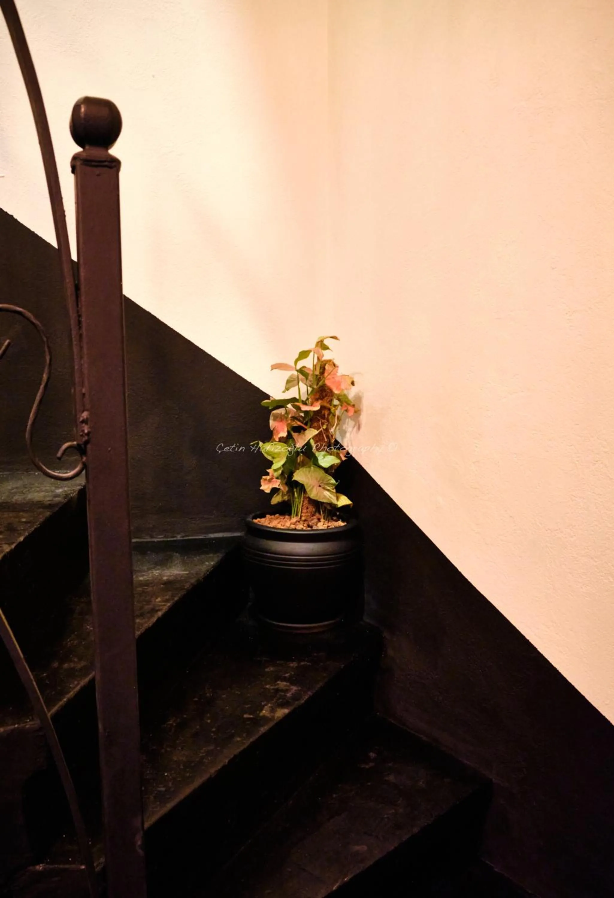 Decorative detail in Roya Rooms