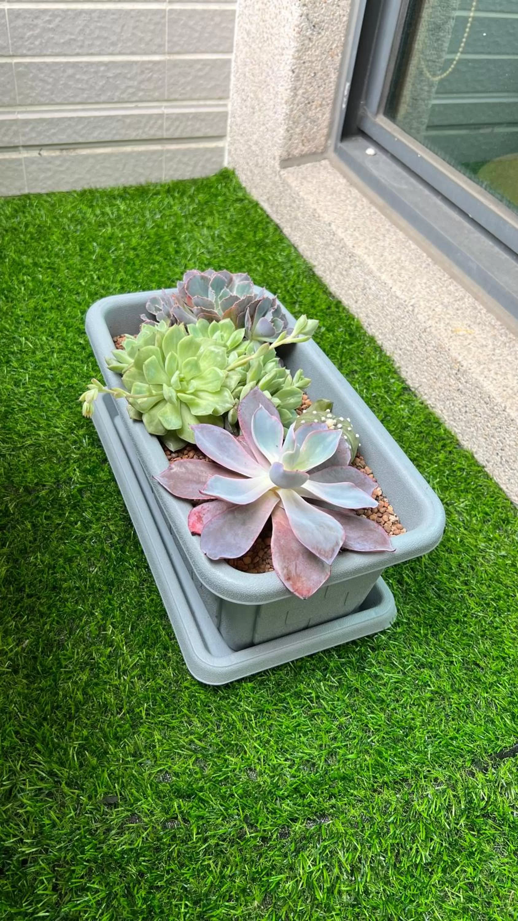 Dou Dou Long Homestay