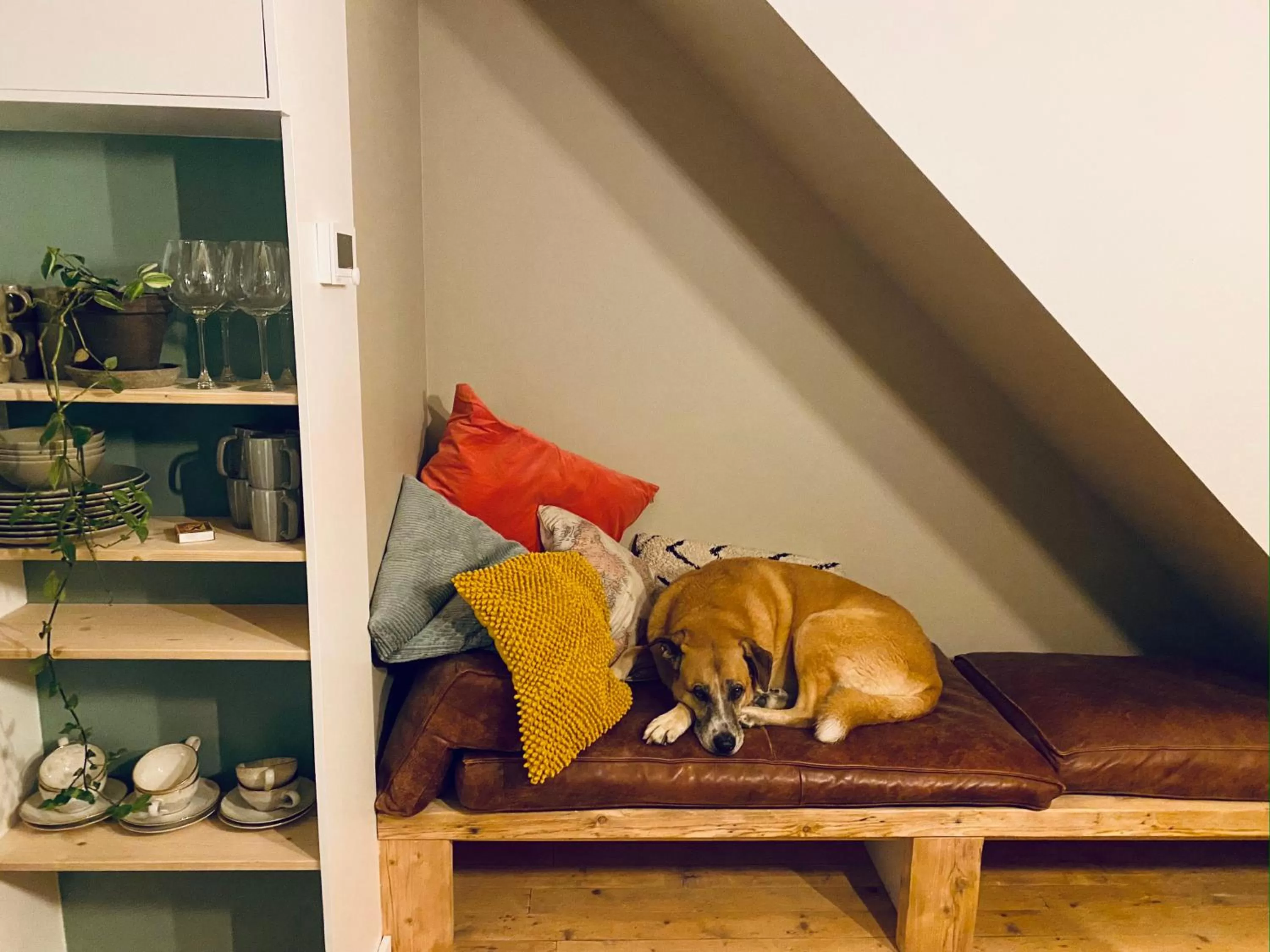 Pets in Tiny Beachhouse