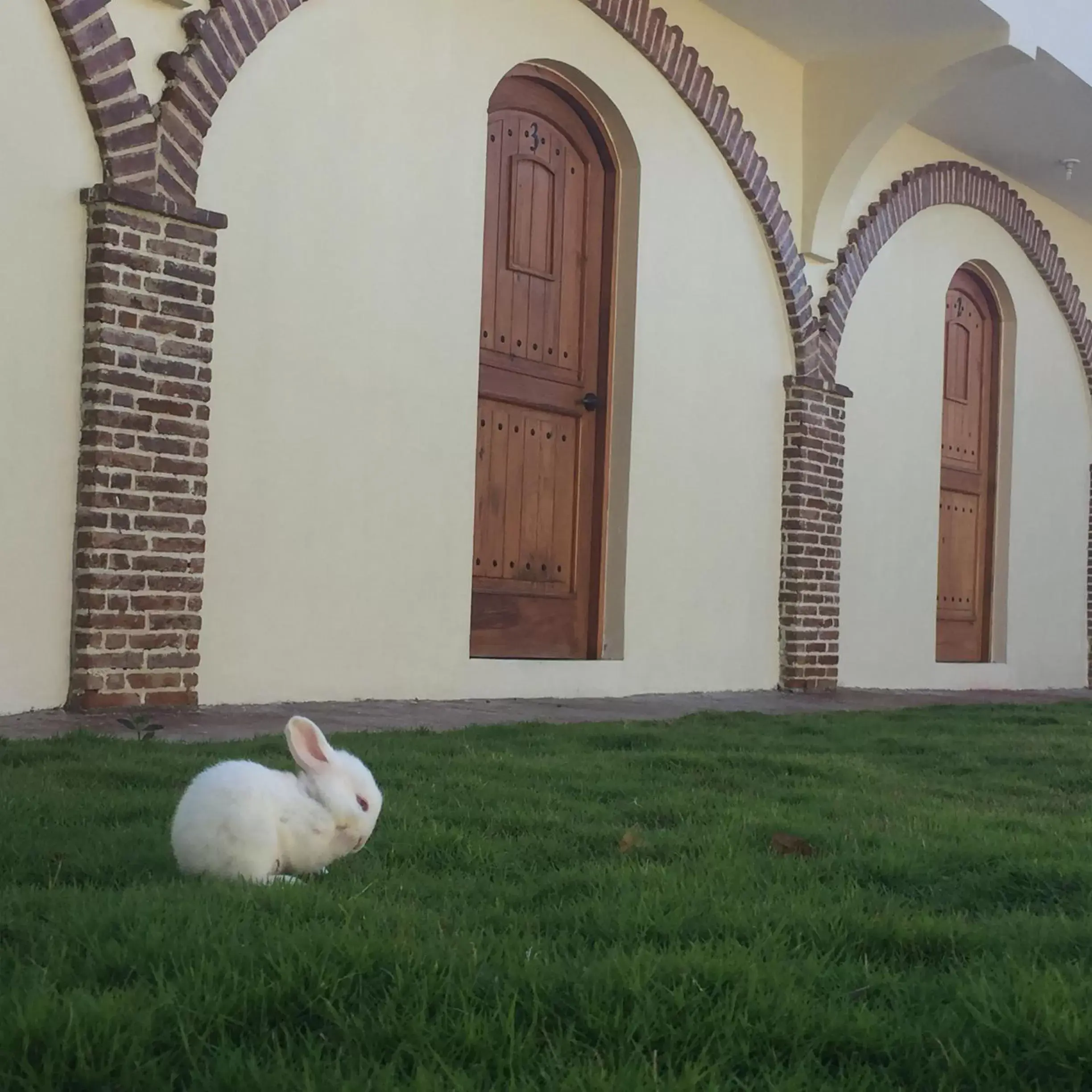 Garden in Hotel Yamilí