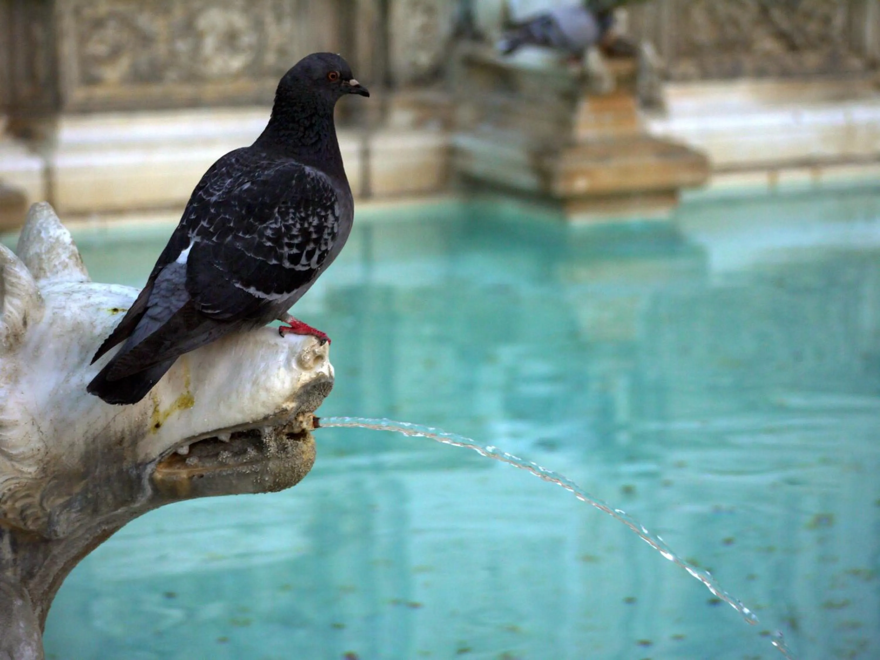 Other in Albergo Tre Donzelle