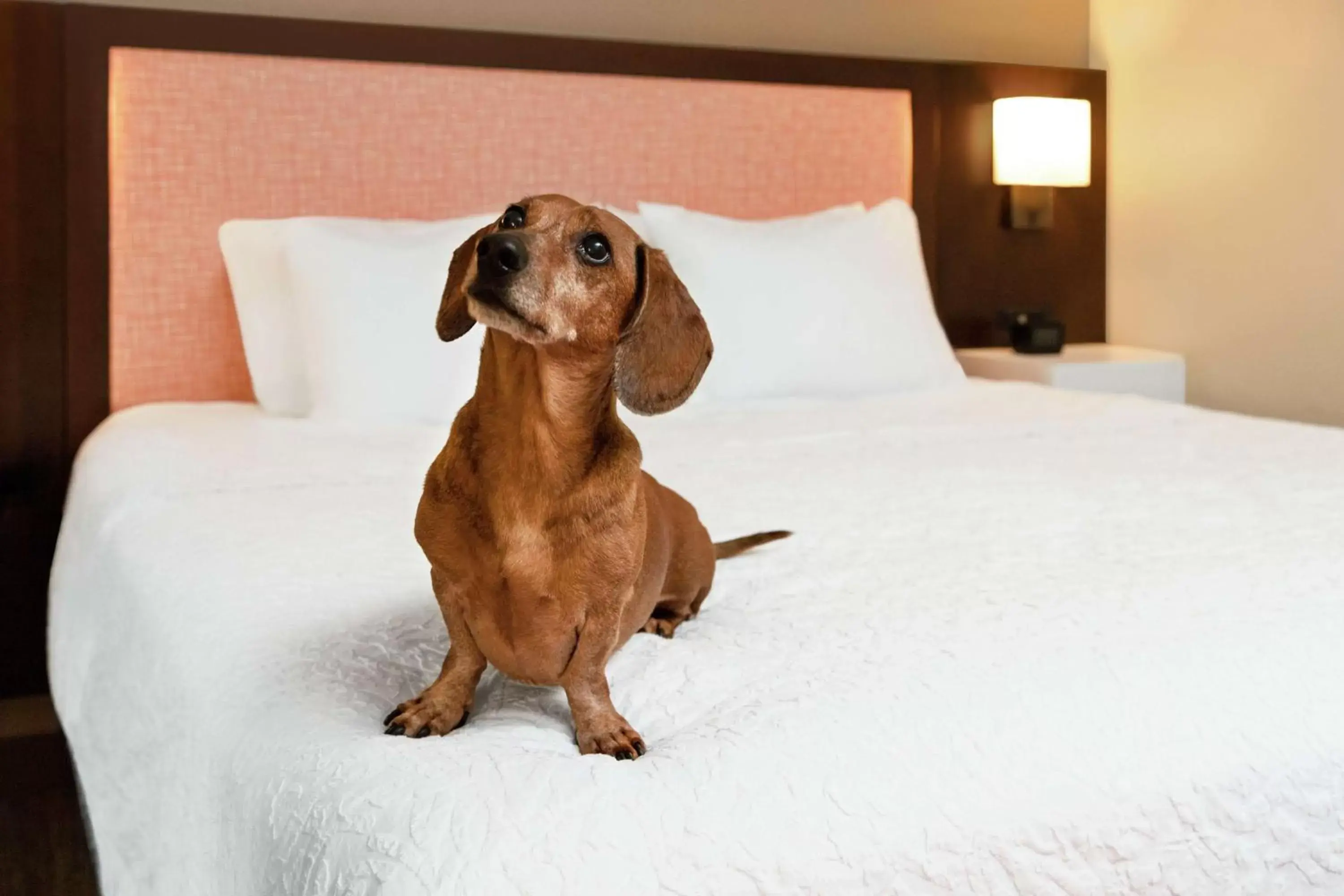 Bed, Pets in Hampton Inn & Suites Overland Park South