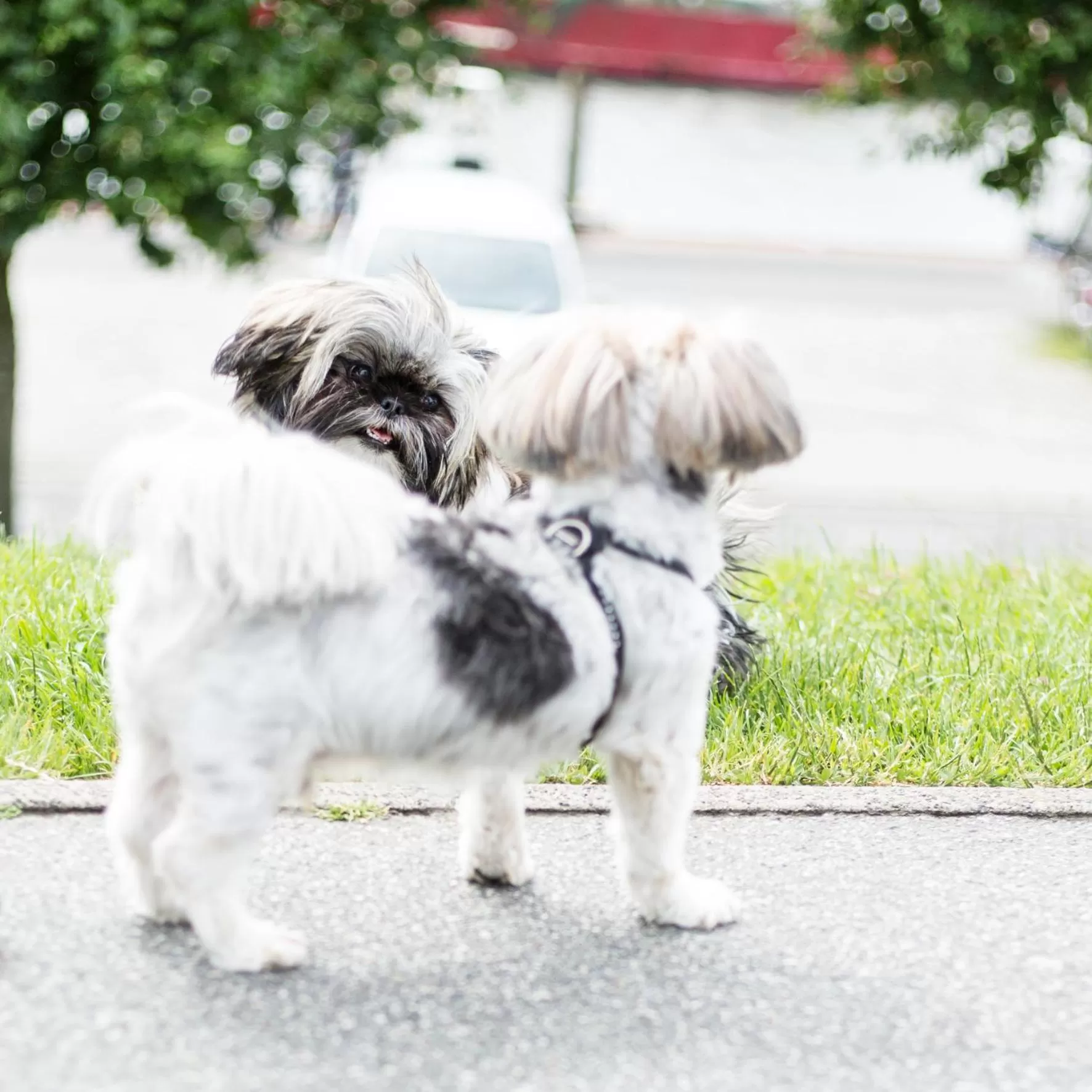 Pets in Hotel Tum Stüürmann