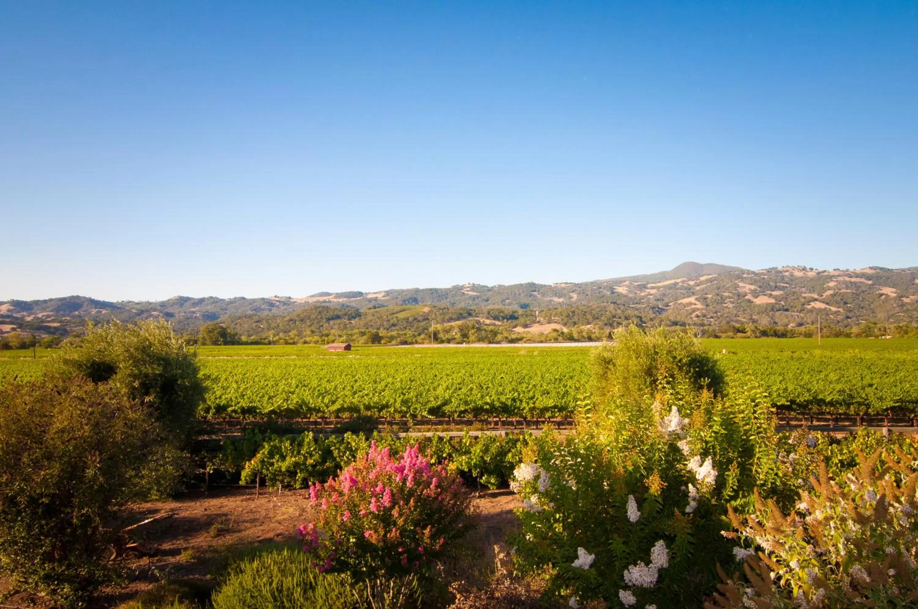 Area and facilities in Geyserville Inn