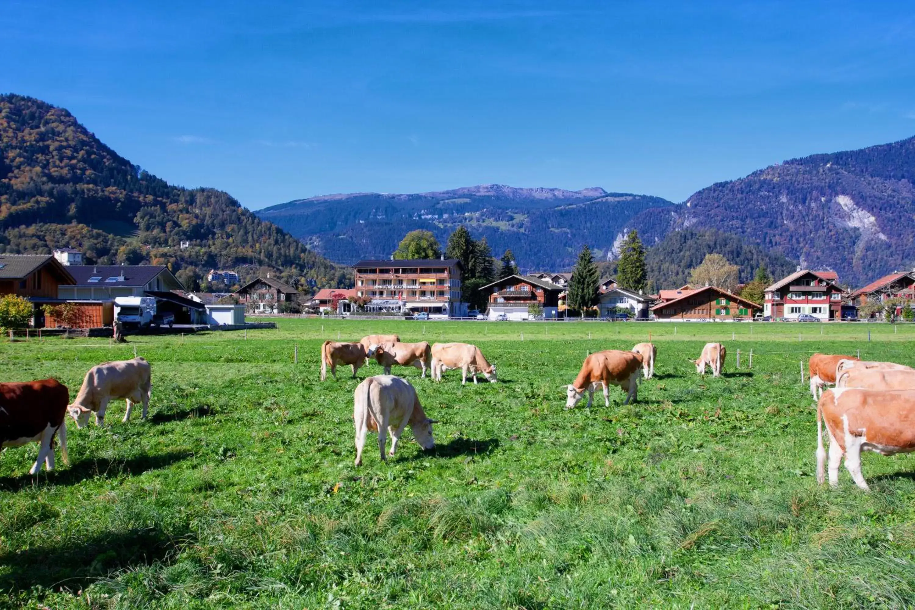 Area and facilities, Other Animals in Jungfrau Hotel