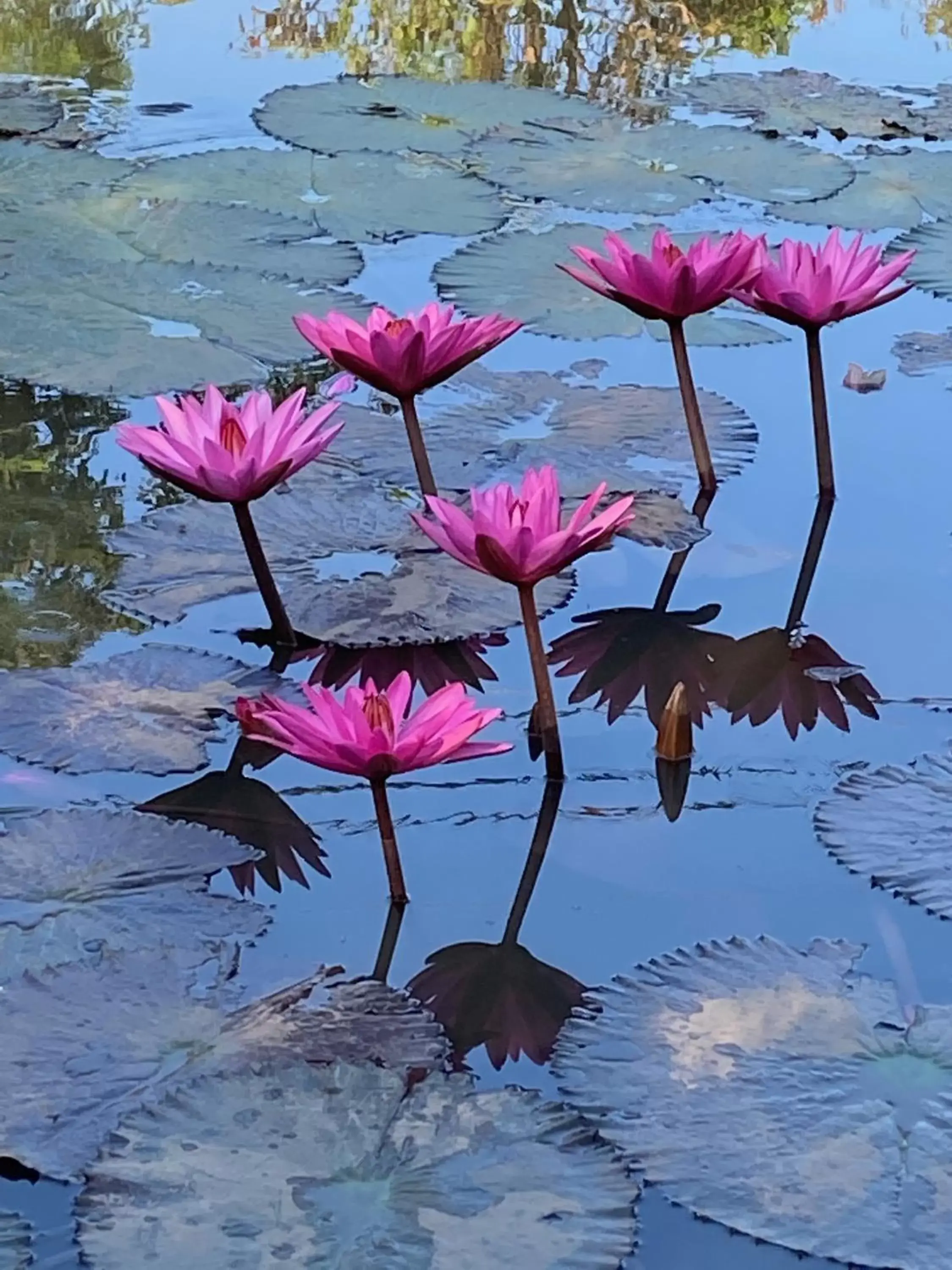 Garden in Pura Vida Pai Resort