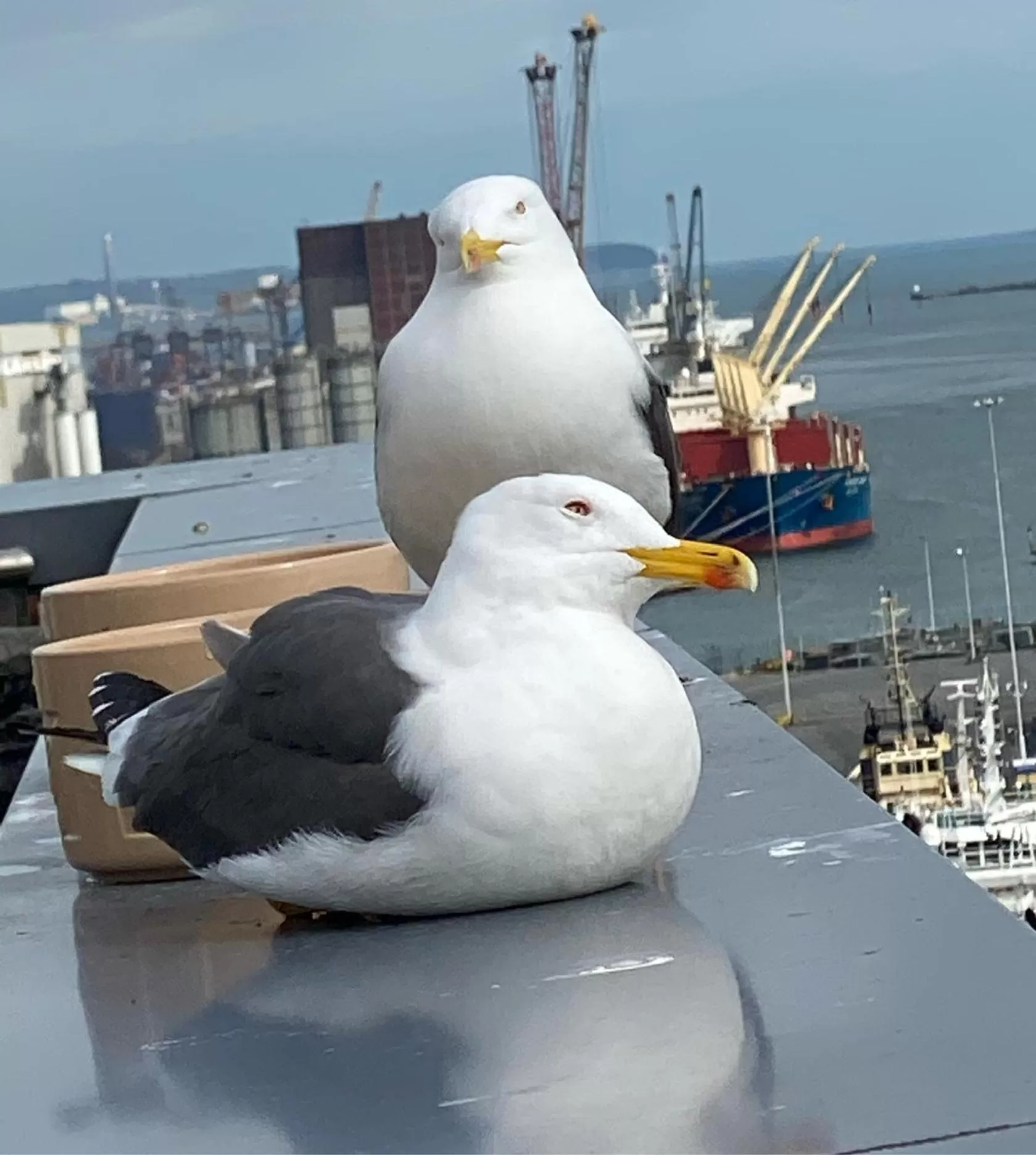 Other Animals in James Clow Bed & Breakfast