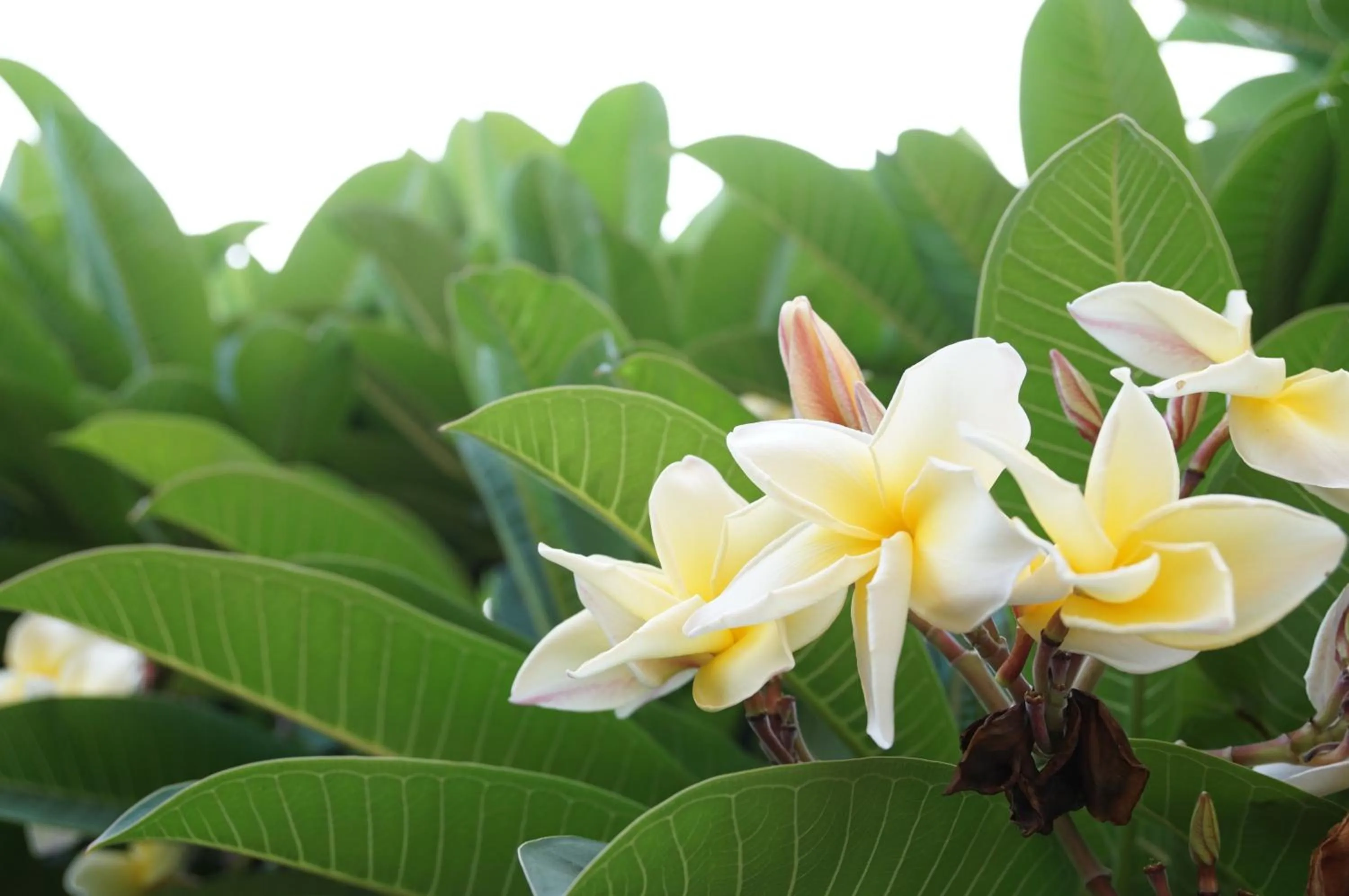 Spring in La-or Resort