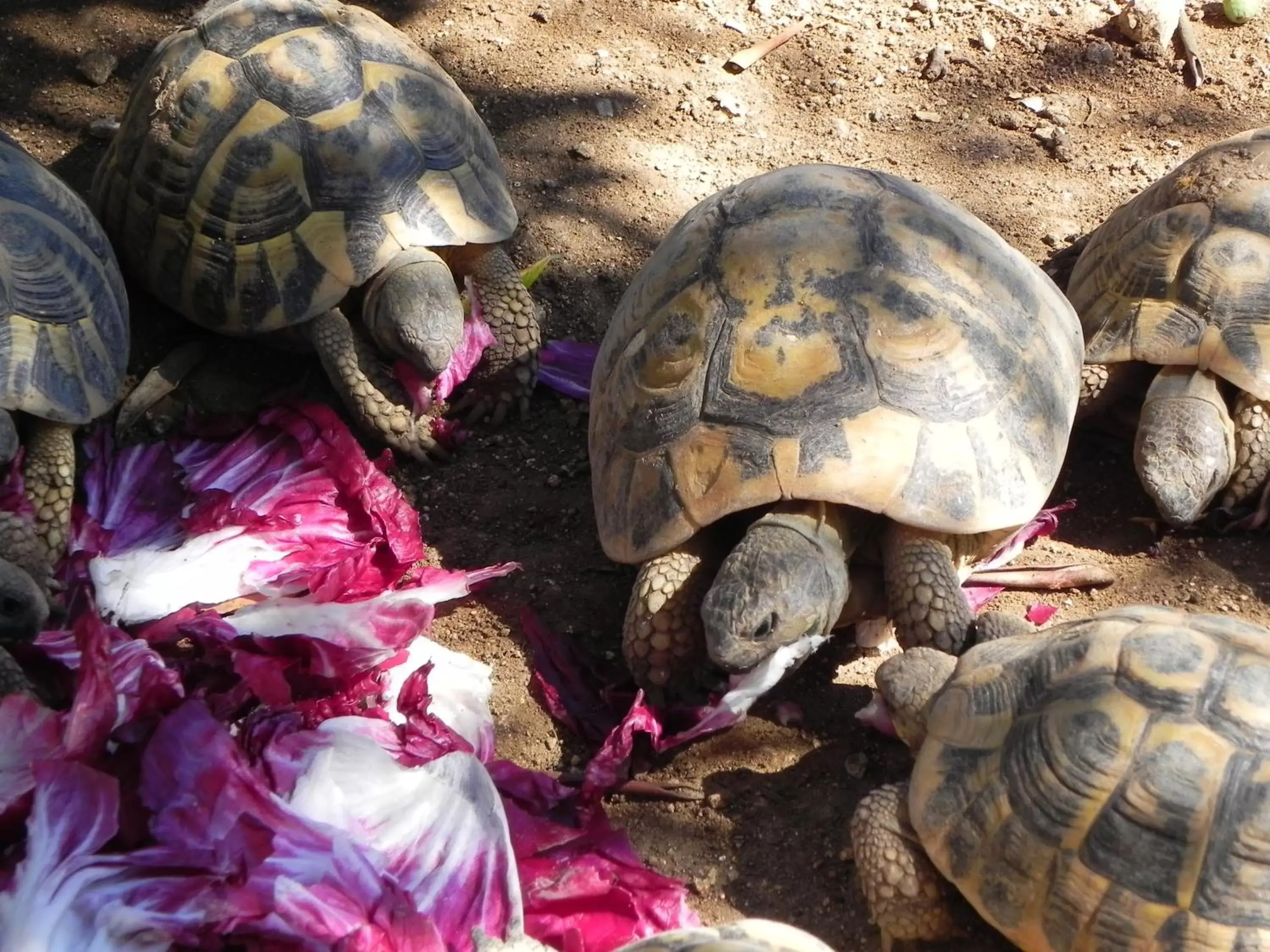 Pets, Other Animals in Le Tartarughe B&B