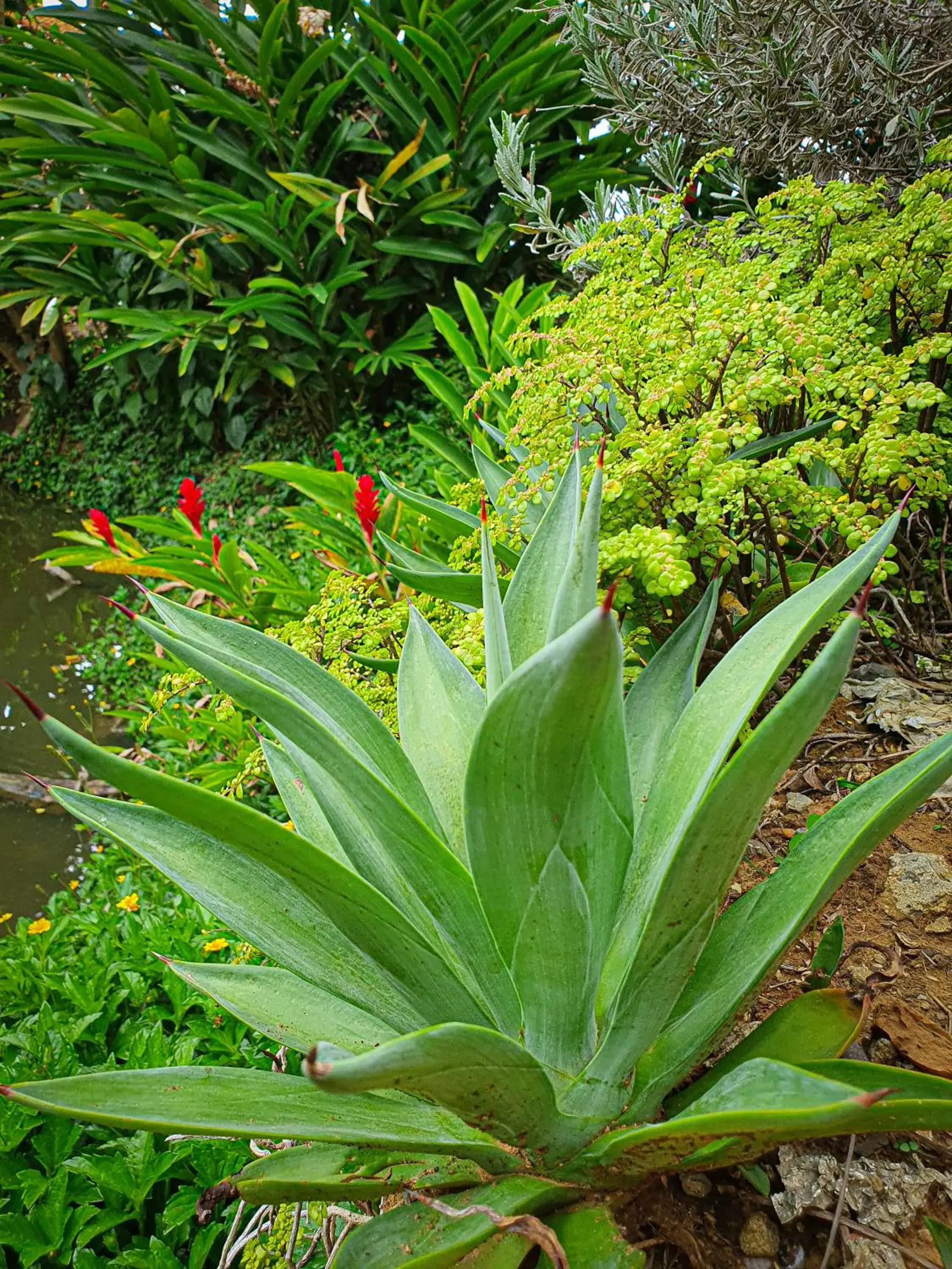 Garden in Hotel Terra Barichara