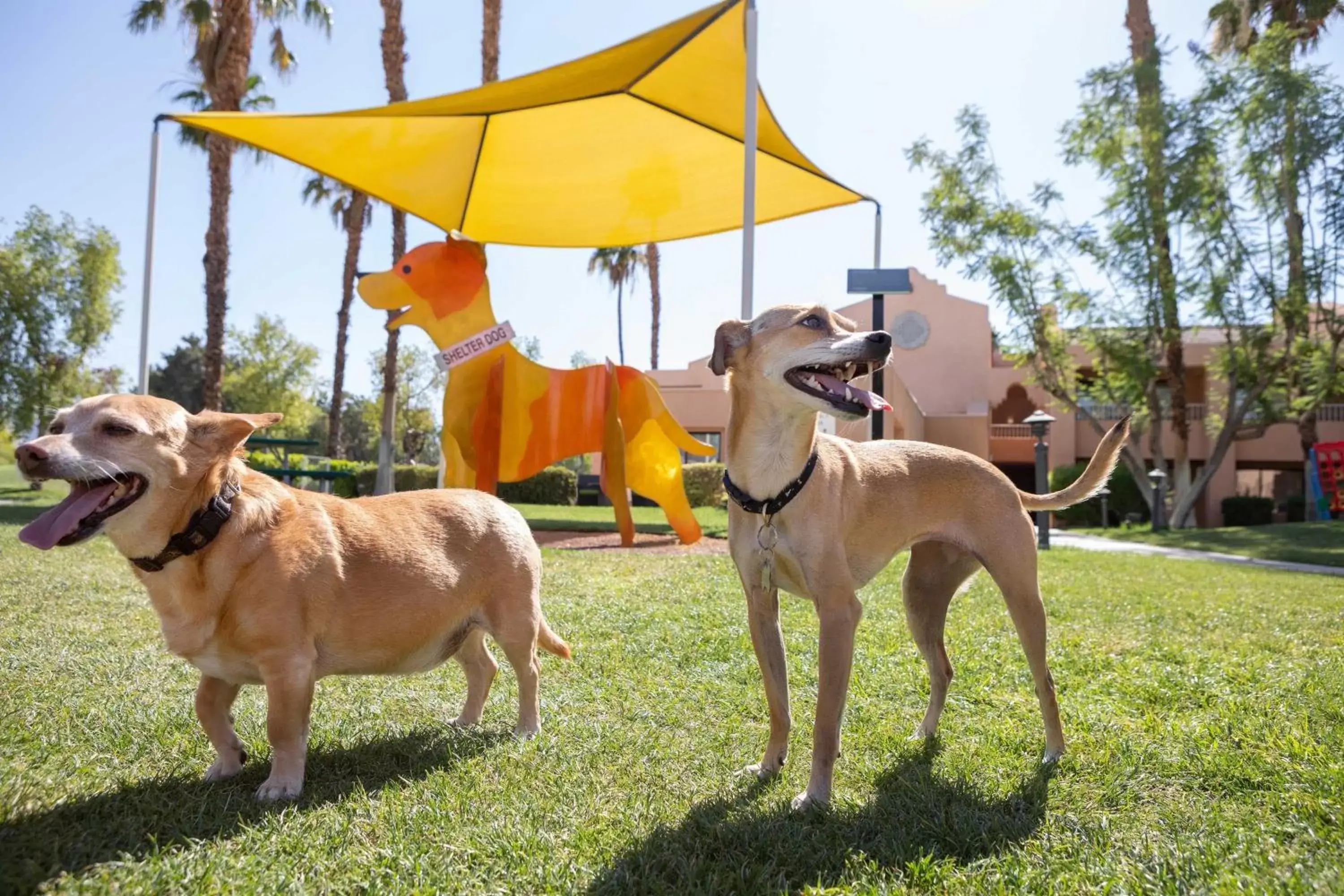 Other, Other Animals in The Westin Rancho Mirage Golf Resort & Spa