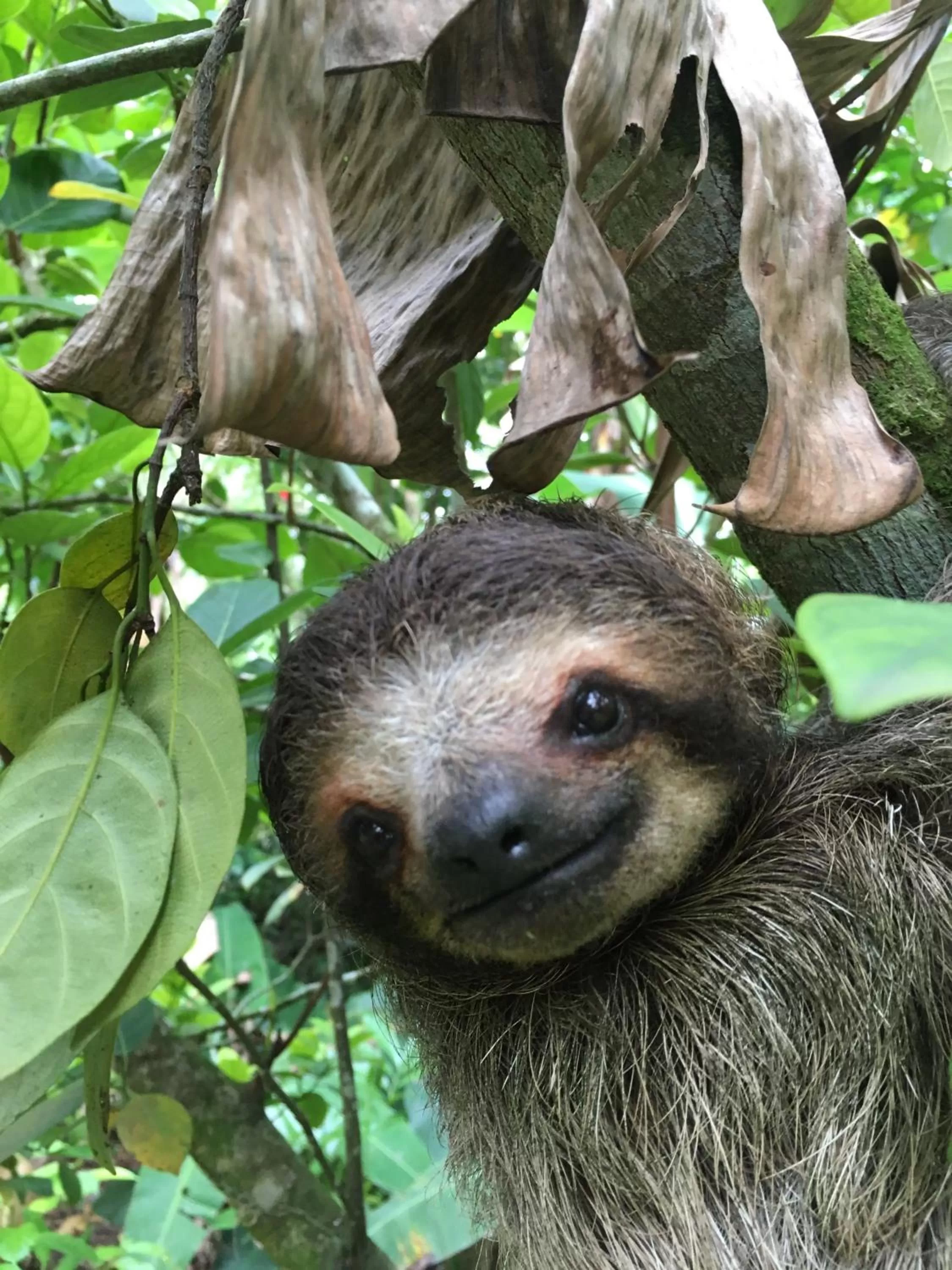 Animals, Other Animals in Turtle Beach House