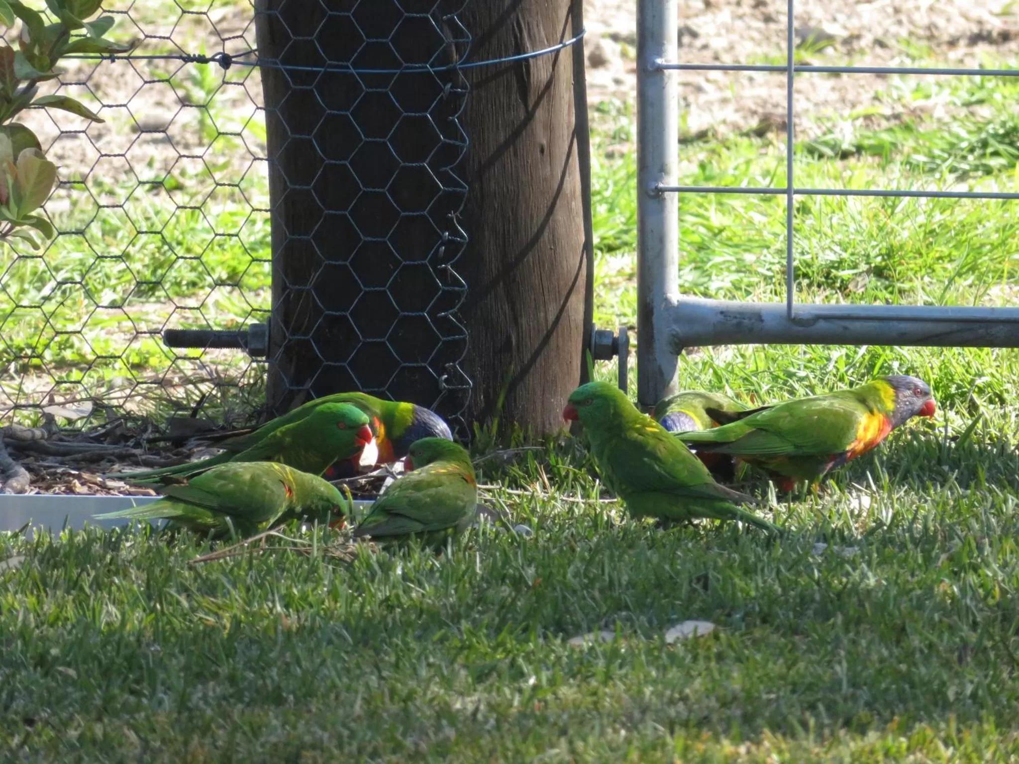 Other Animals in Mala Retreat, Shiraz Suite 5 Star Immaculate and Comfortable