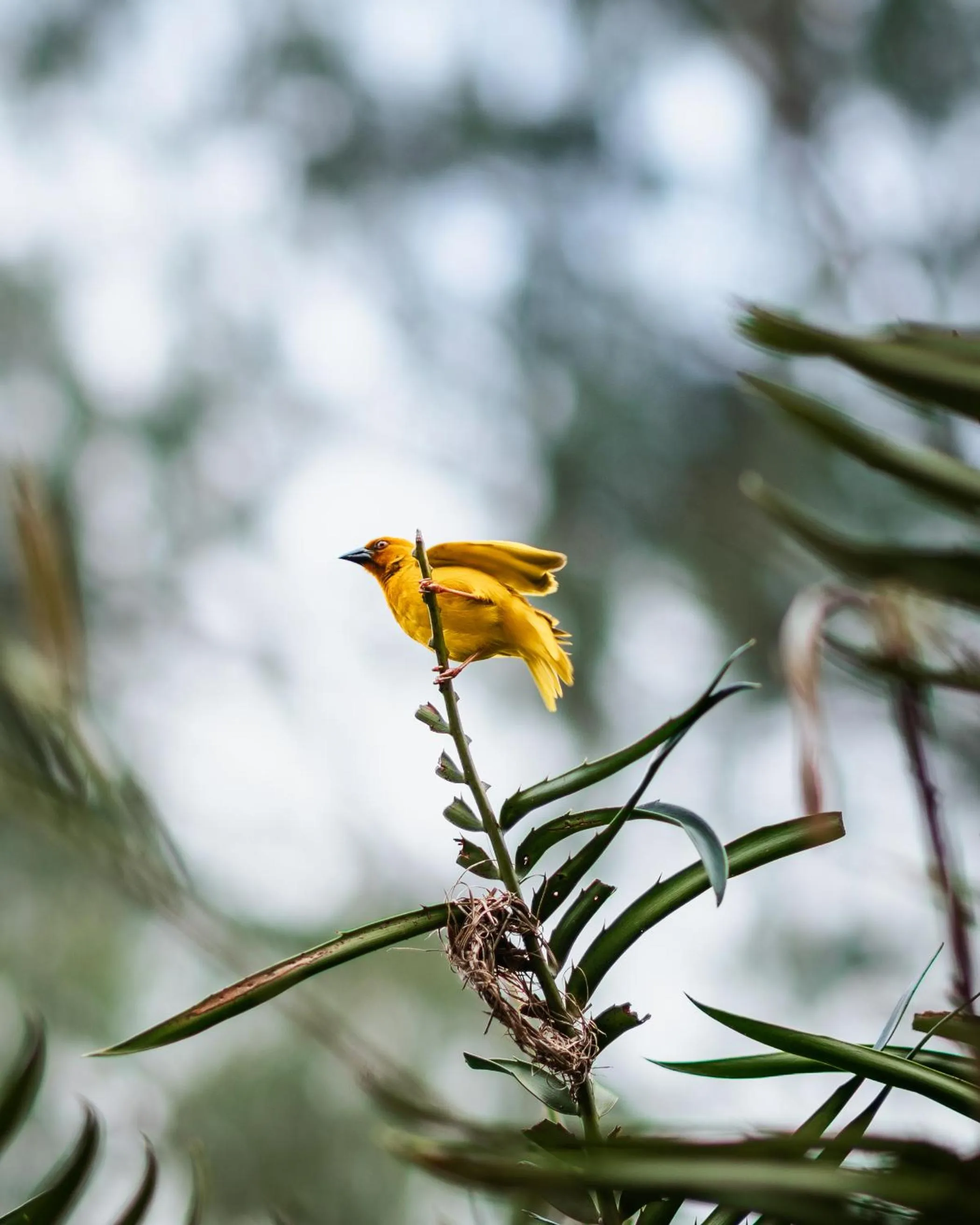 Animals in Hakuna Majiwe Beach Lodge