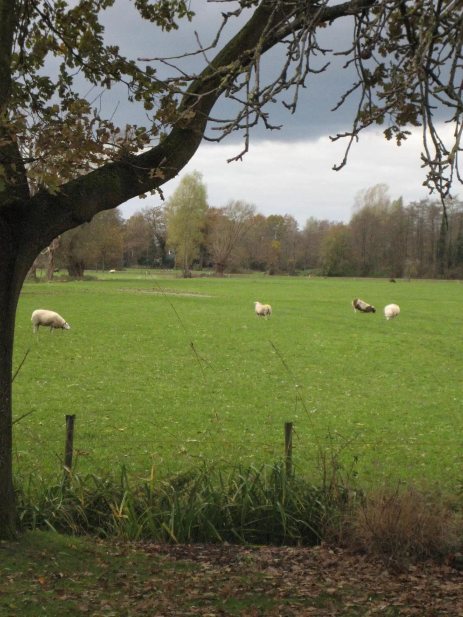 Animals in B&B De Ark