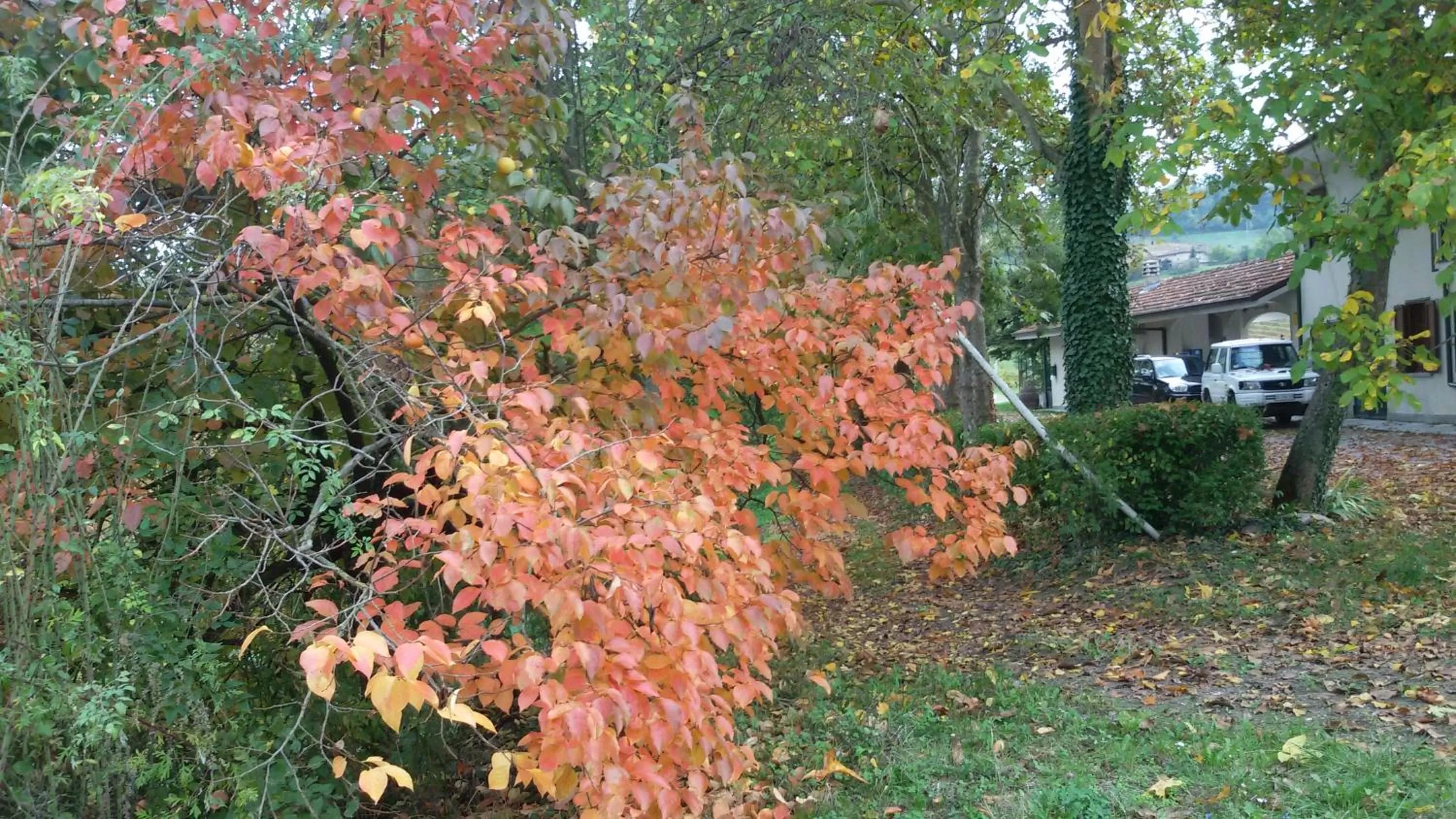 Natural landscape, Garden in Cascina Torello