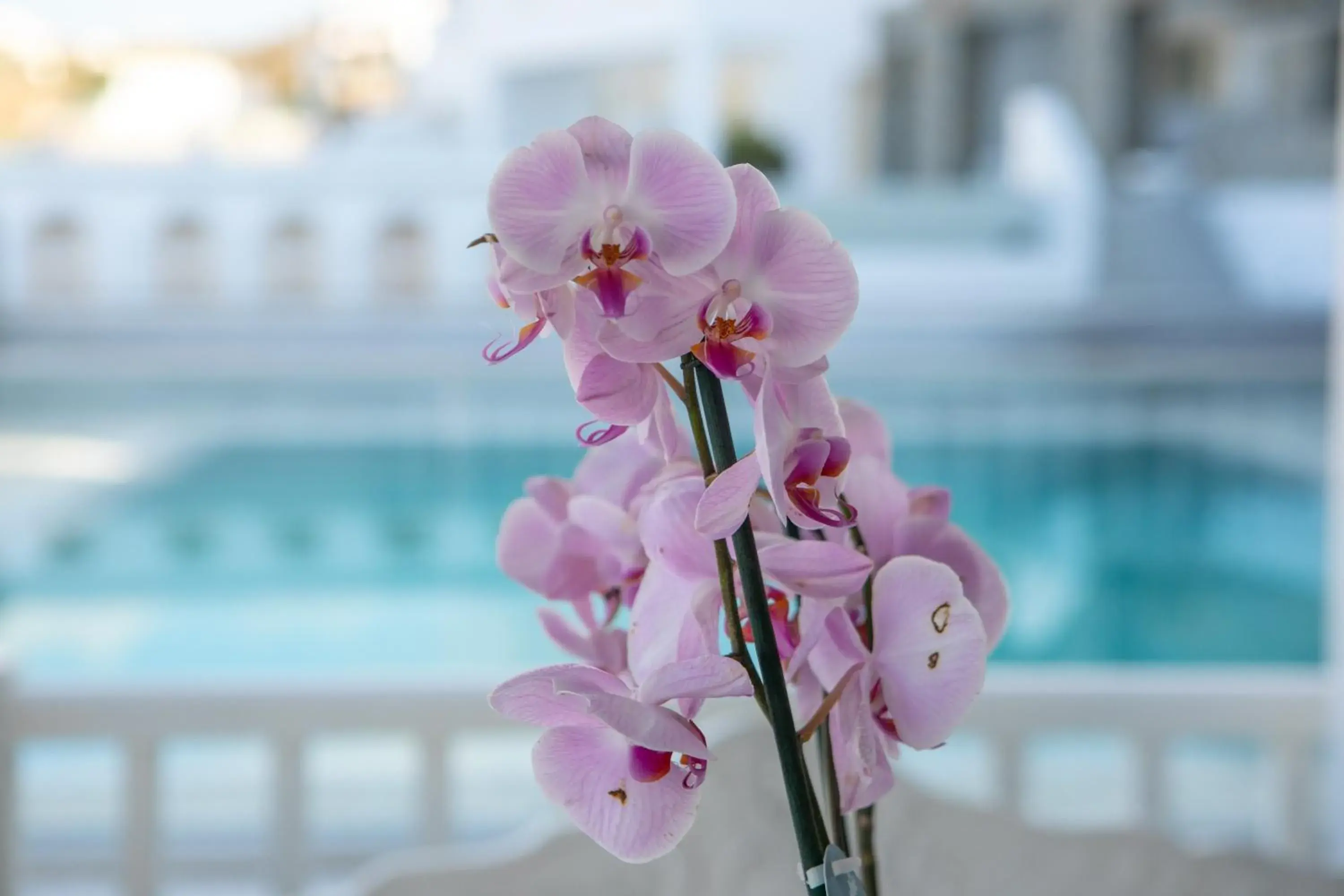 Decorative detail, Swimming Pool in The George Hotel Mykonos