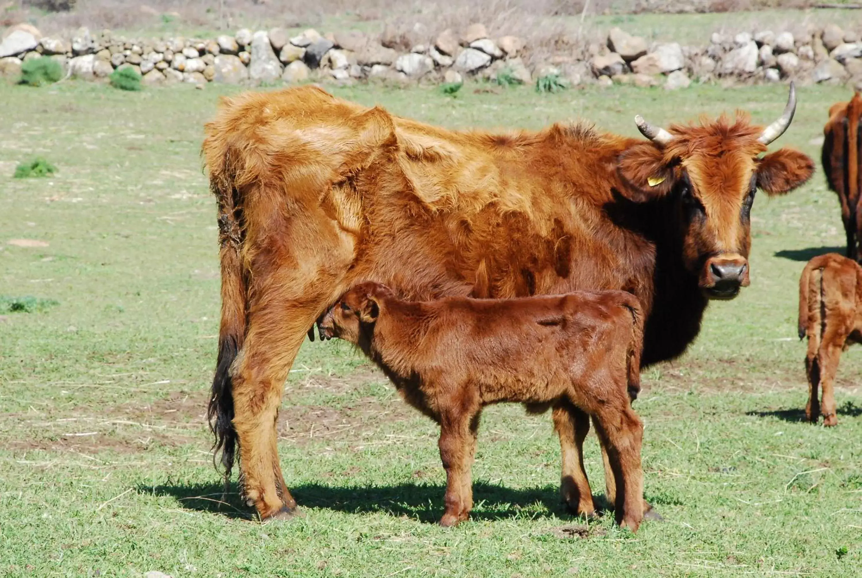 Pets, Other Animals in Antica Dimora Del Gruccione