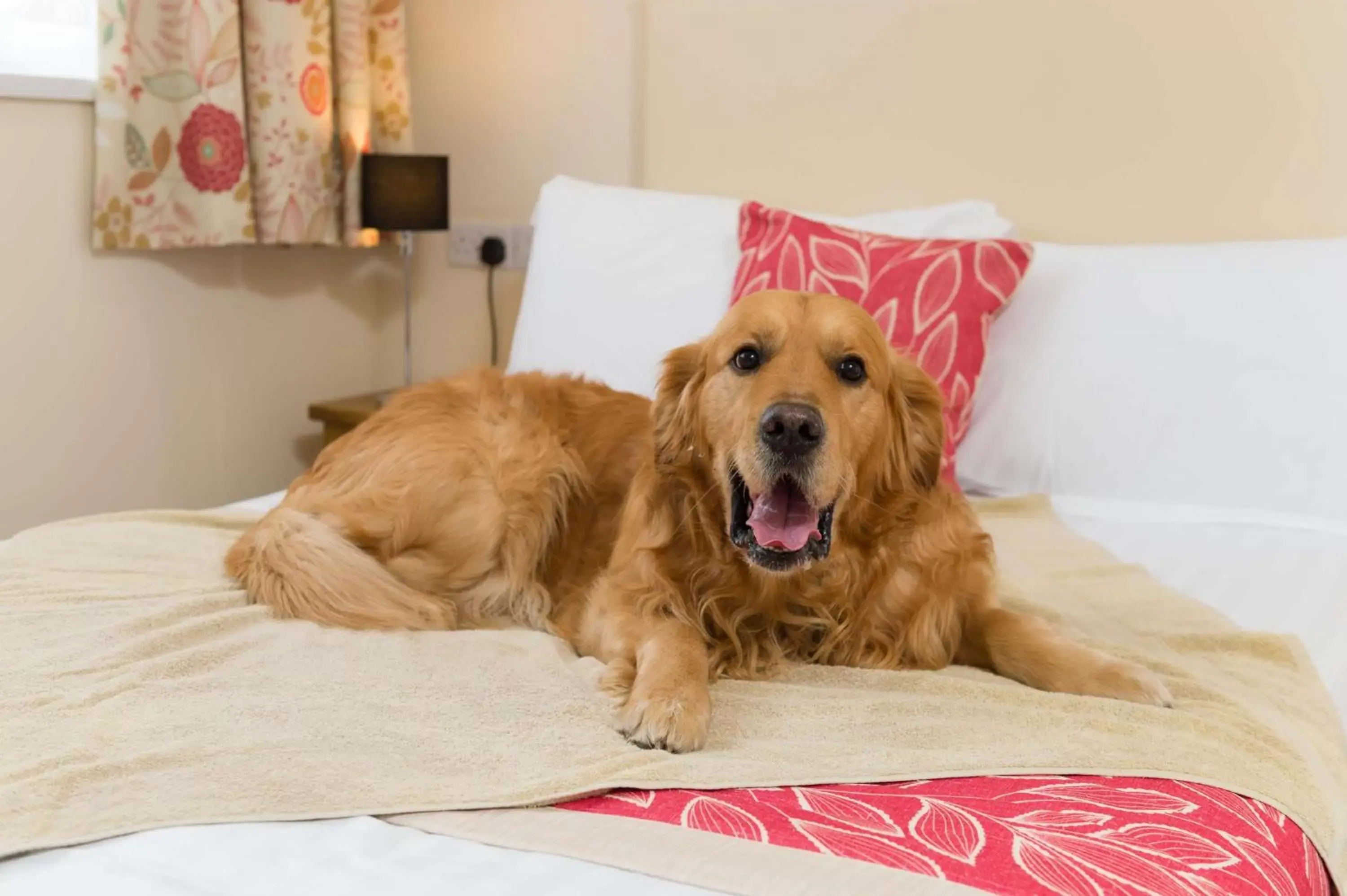 Pets, Bed in Best Western Fowey Valley Pets, Bed in Best Western Fowey Valley