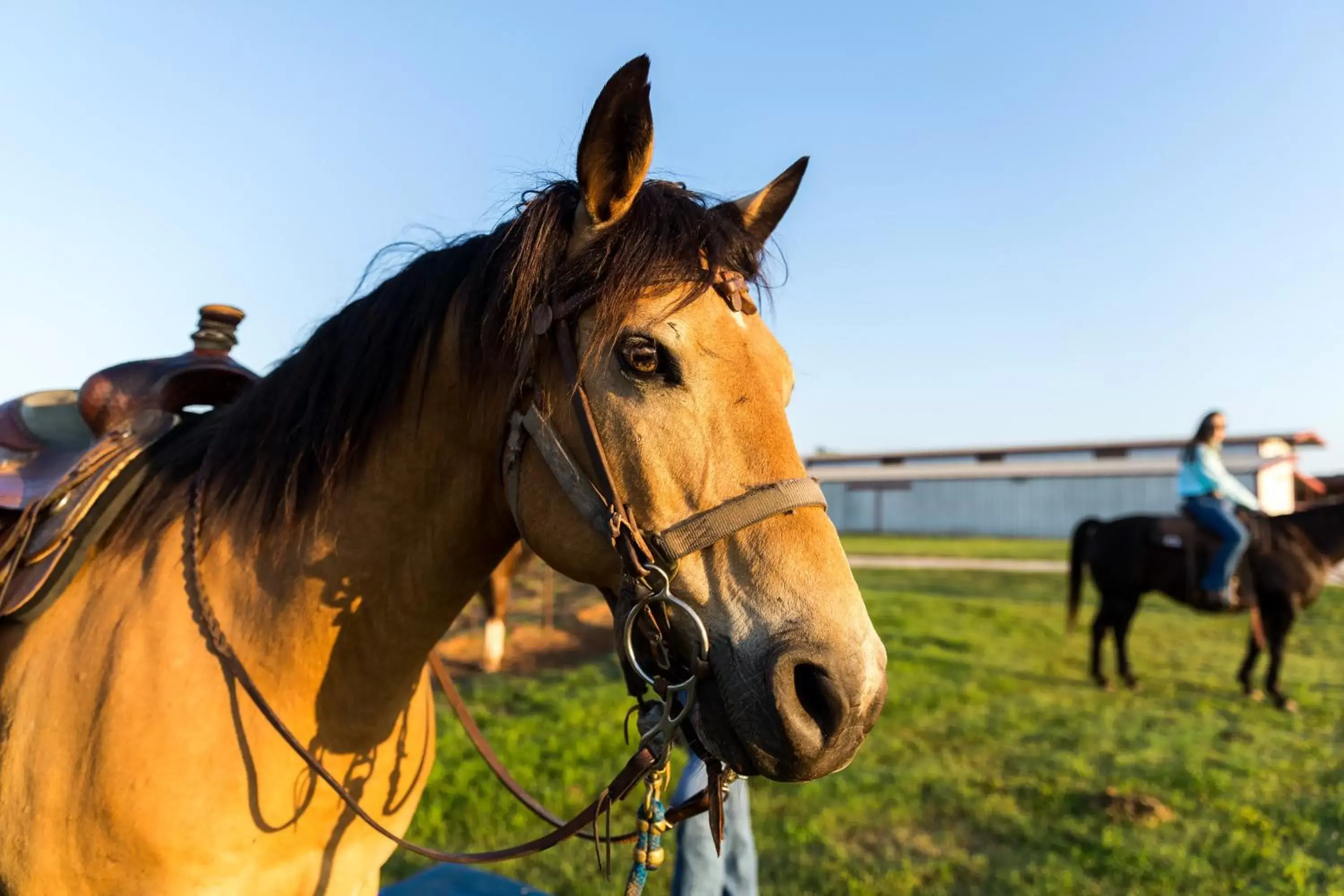 Horse-riding, Horseback Riding in Wildcatter Ranch and Resort