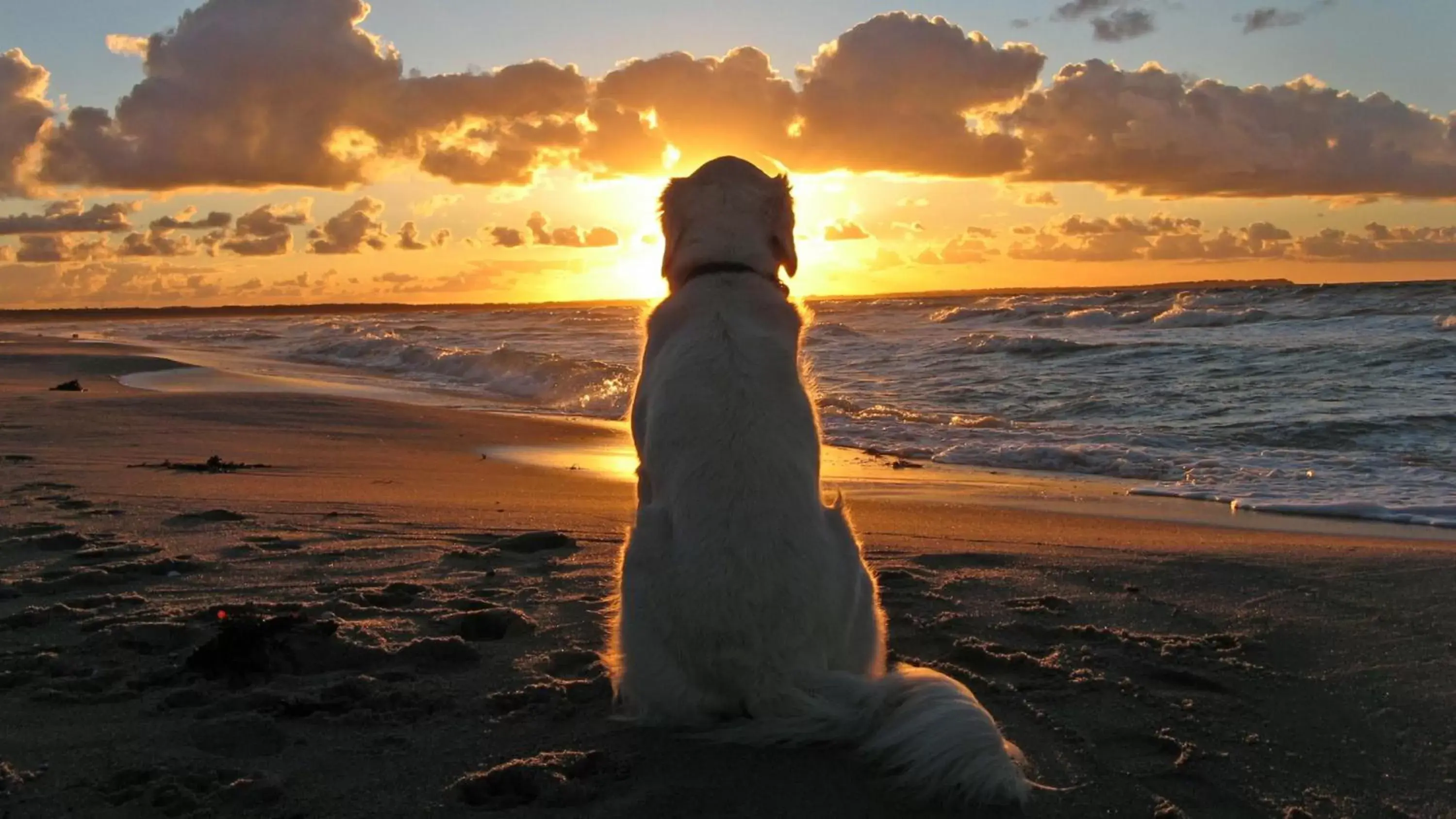 Pets, Sunrise/Sunset in Best Western Fowey Valley