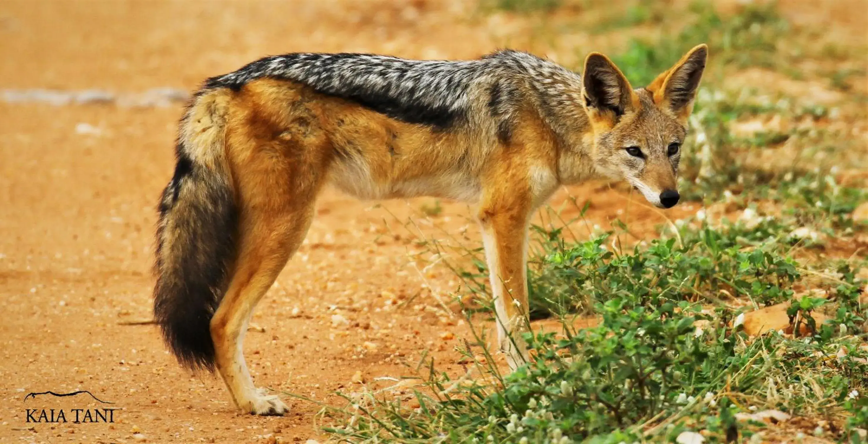 Animals in Kaia Tani