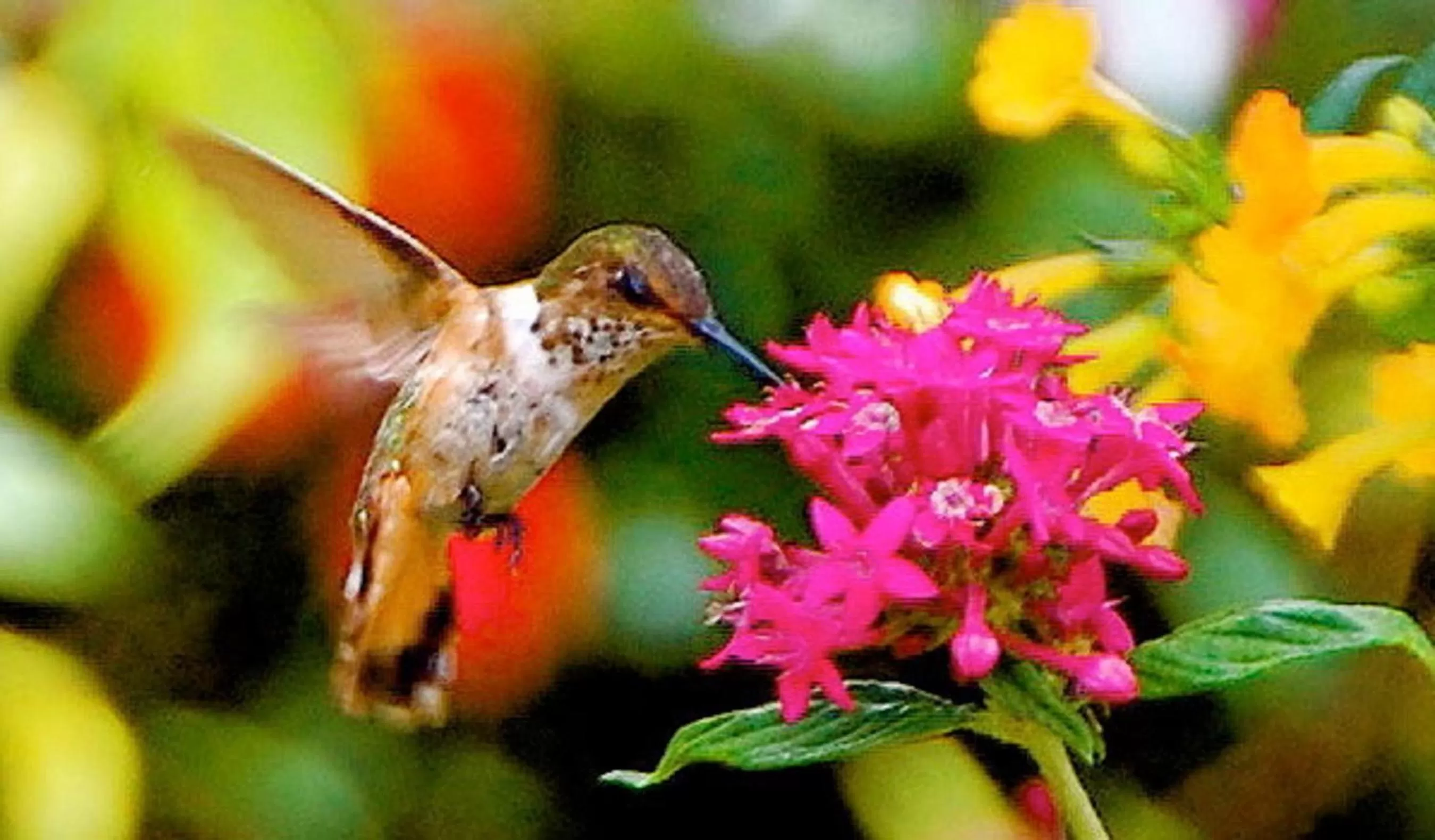 Day, Other Animals in Boquete Garden Inn