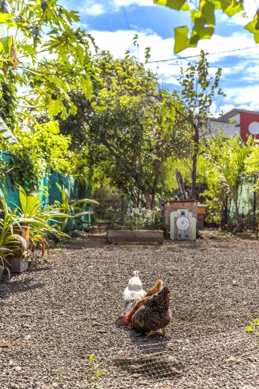 Pets in La Case O zoizos