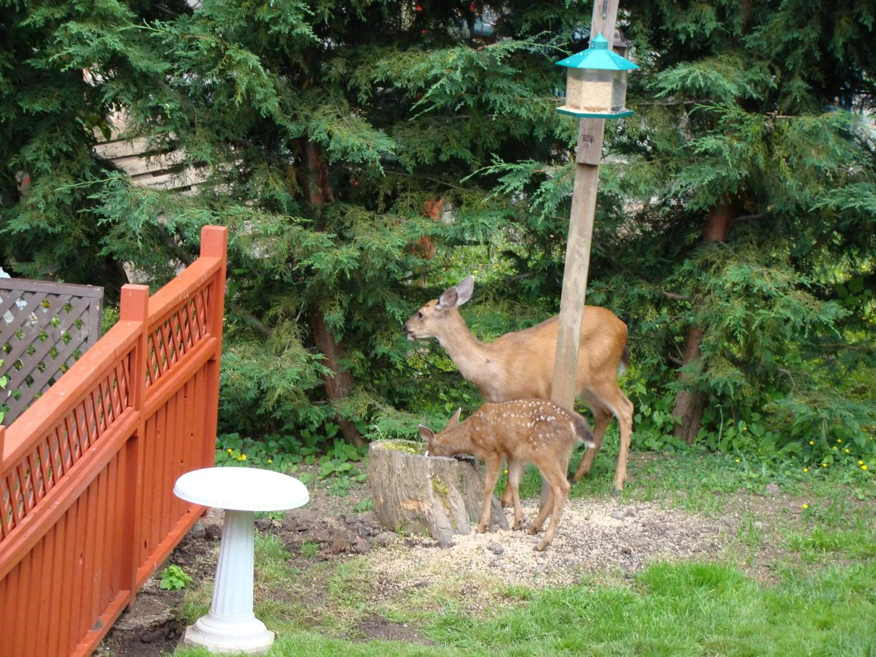 Garden, Other Animals in Hummers Haven Bed and Breakfast