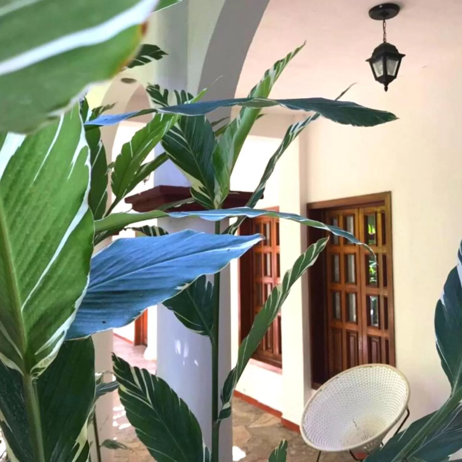 Garden in Hotel La Ceiba