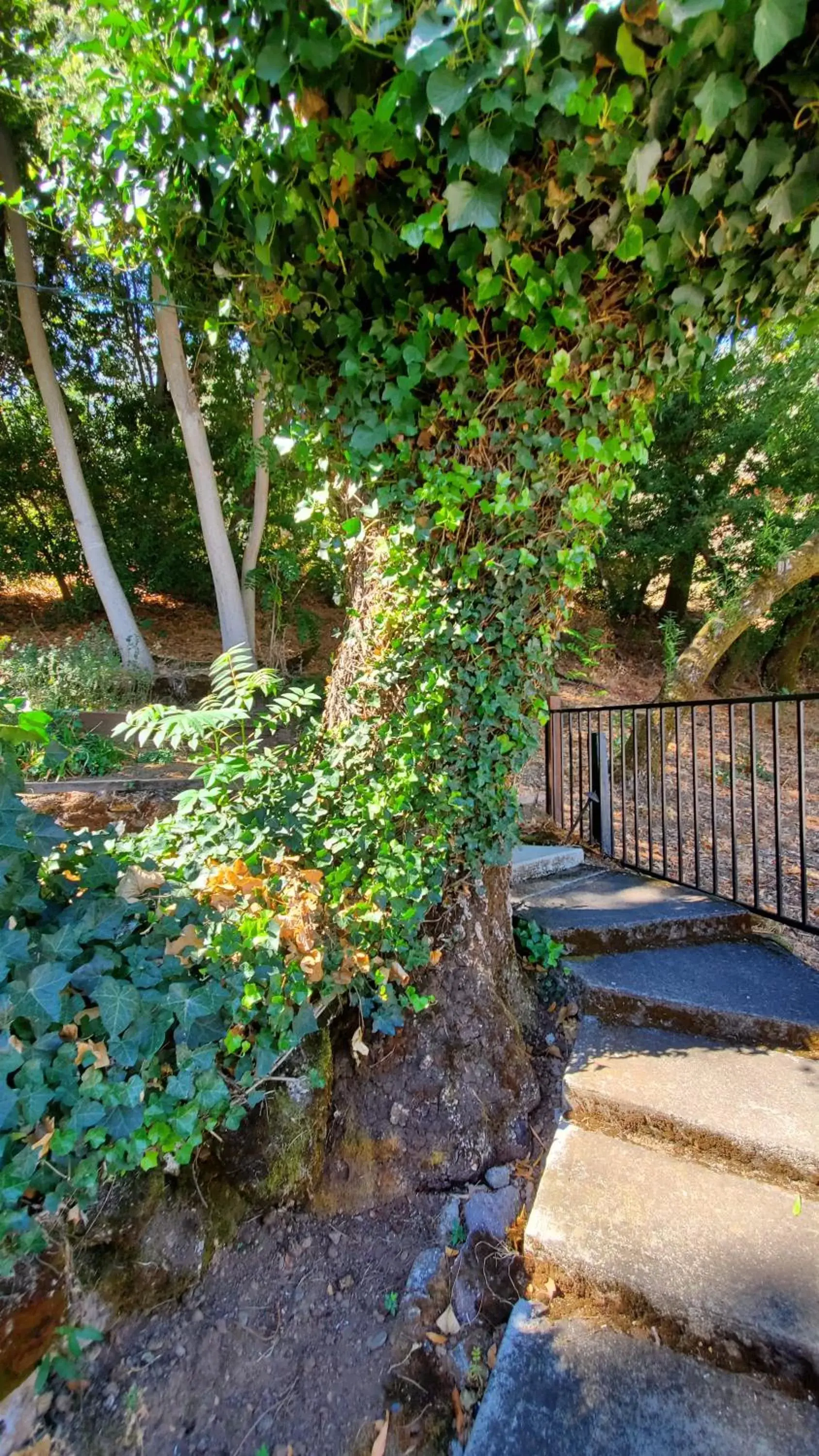 Garden in Clear Lake Vista Resort