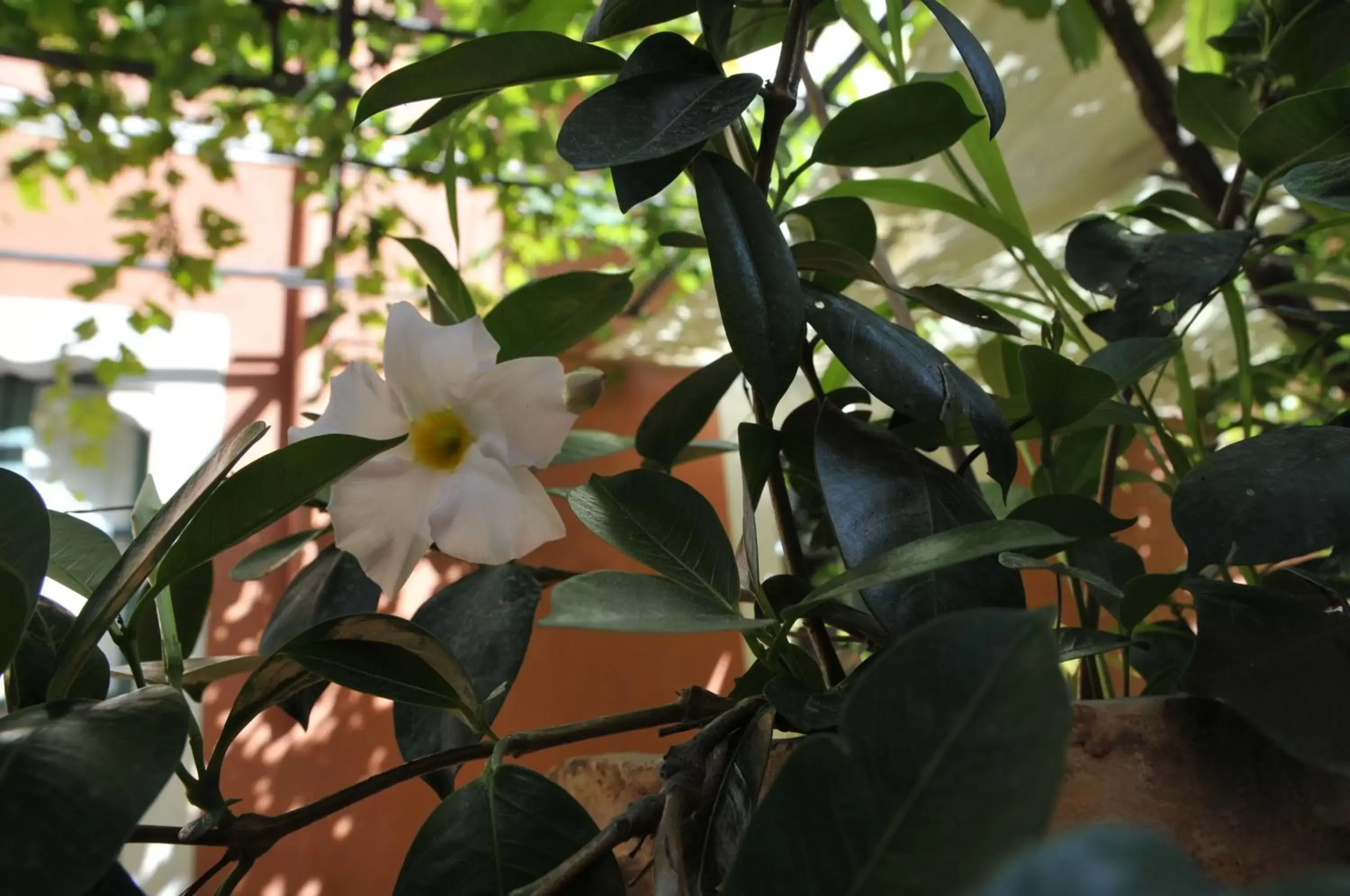 Balcony/Terrace in Casa Cifali