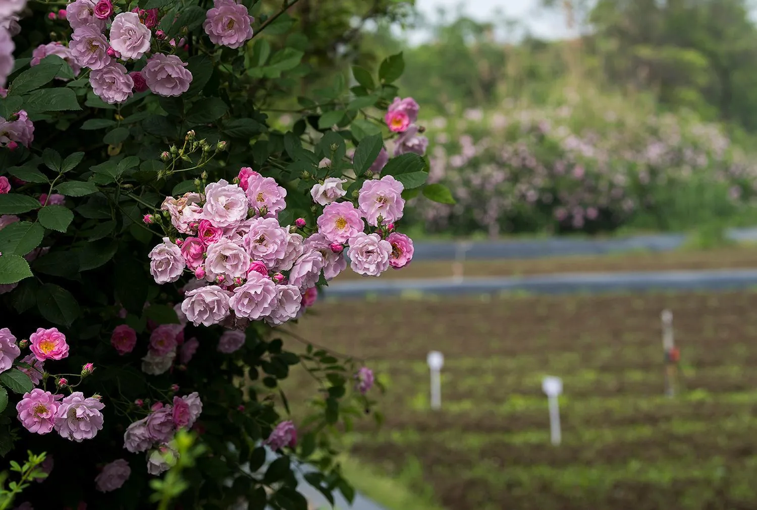 Summer in Fairmont Yangcheng Lake
