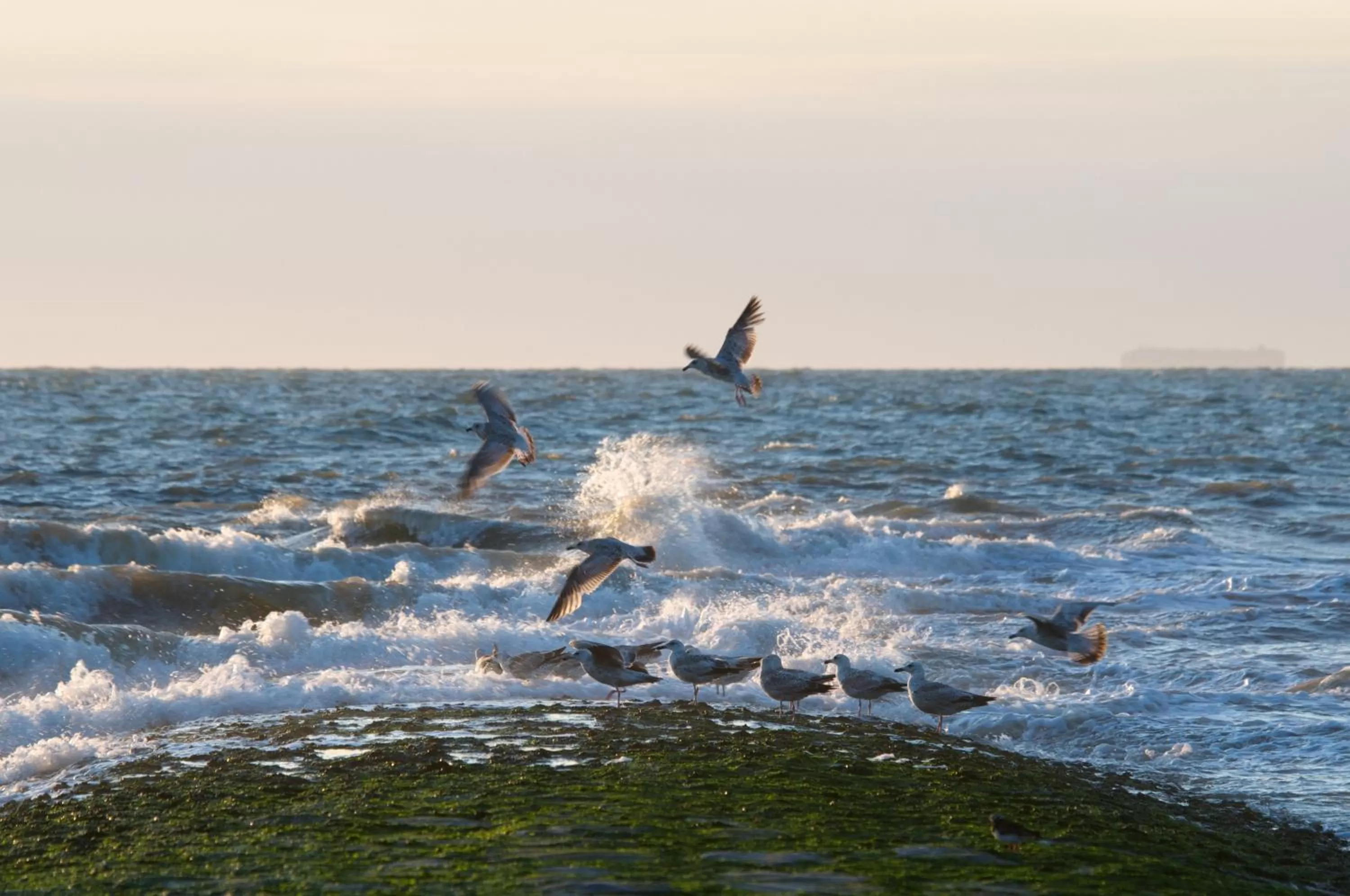 Area and facilities in Hotel De Golf