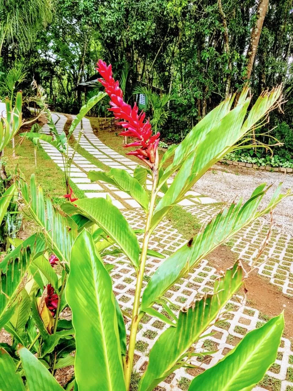 Garden in Pousada Santa Thereza