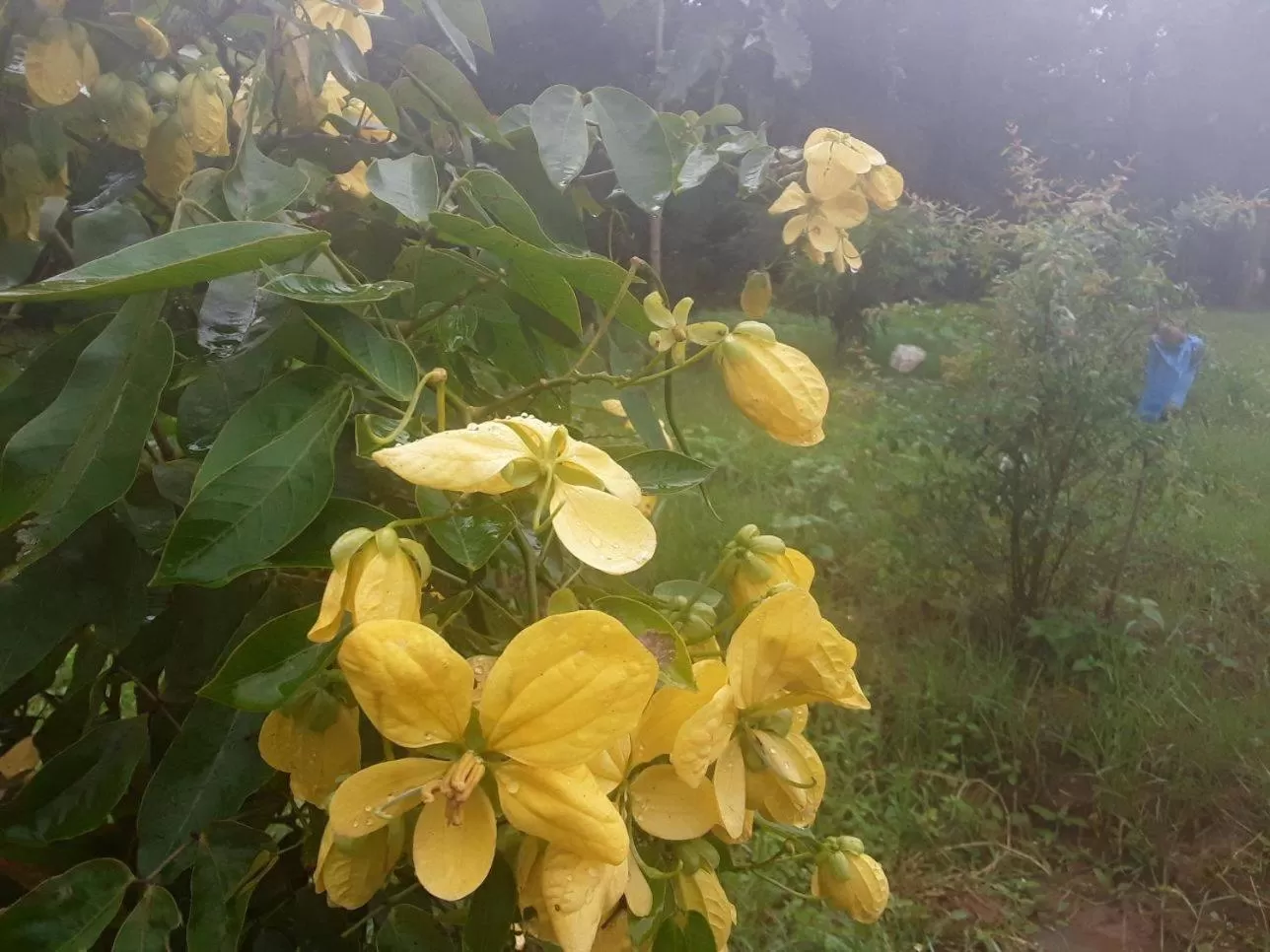 Garden in Lake Bliss