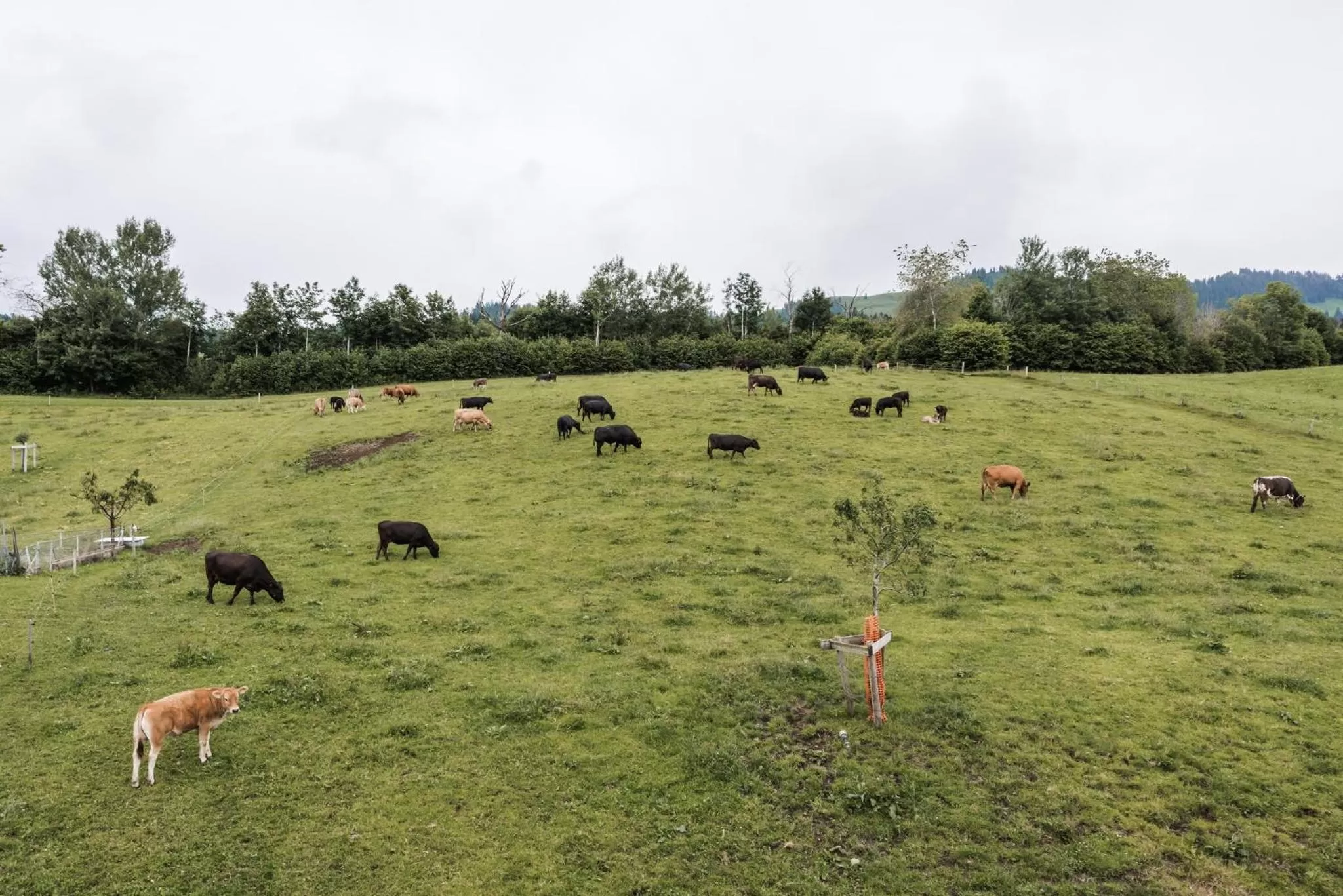 Animals in B&B Hof Grosschreie
